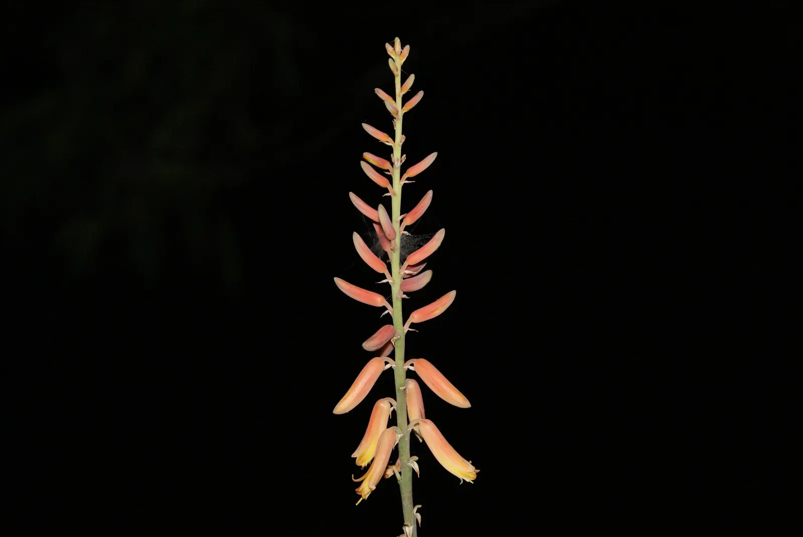 Reynolds Aloe (Aloe Massawana) — succulent for full; regular, though minimal, irrigation during dry periods will keep it thriving without oversaturating the