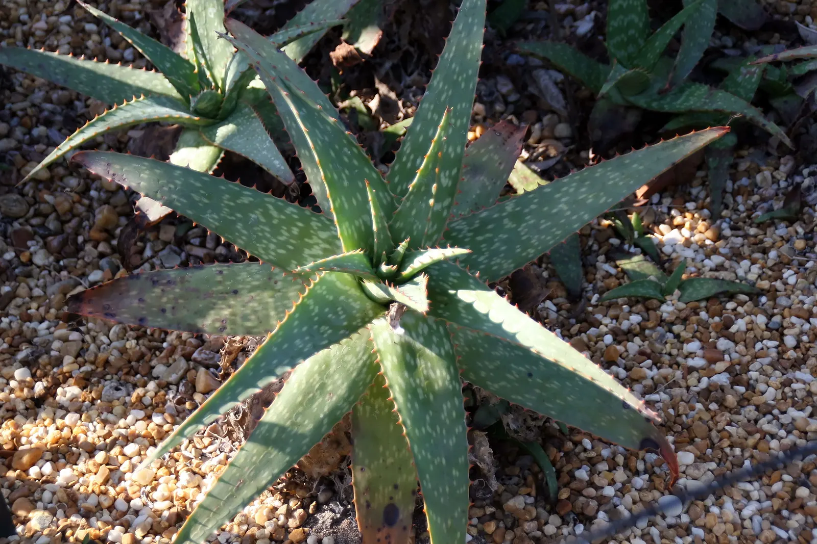 Reynolds Aloe (Aloe Massawana) — you can expect to see the robust emergence of the flower stalks