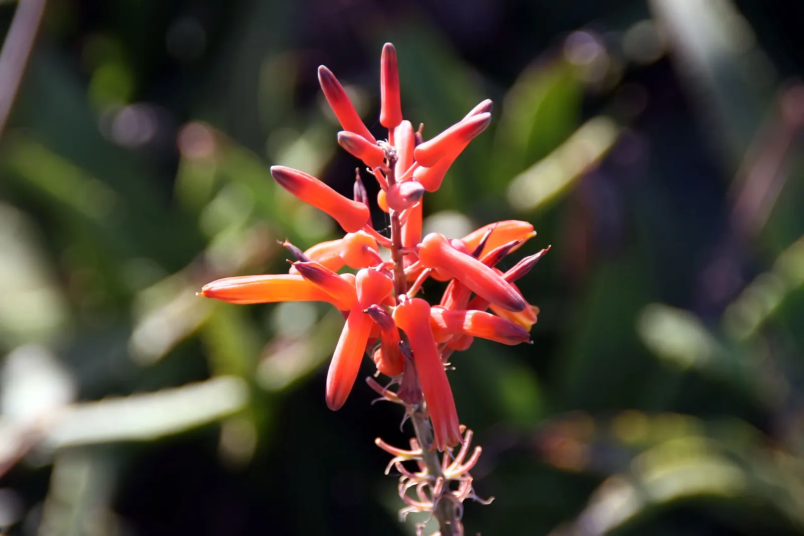 Reynolds Aloe (Aloe Massawana) — where it thrives in rugged terrains