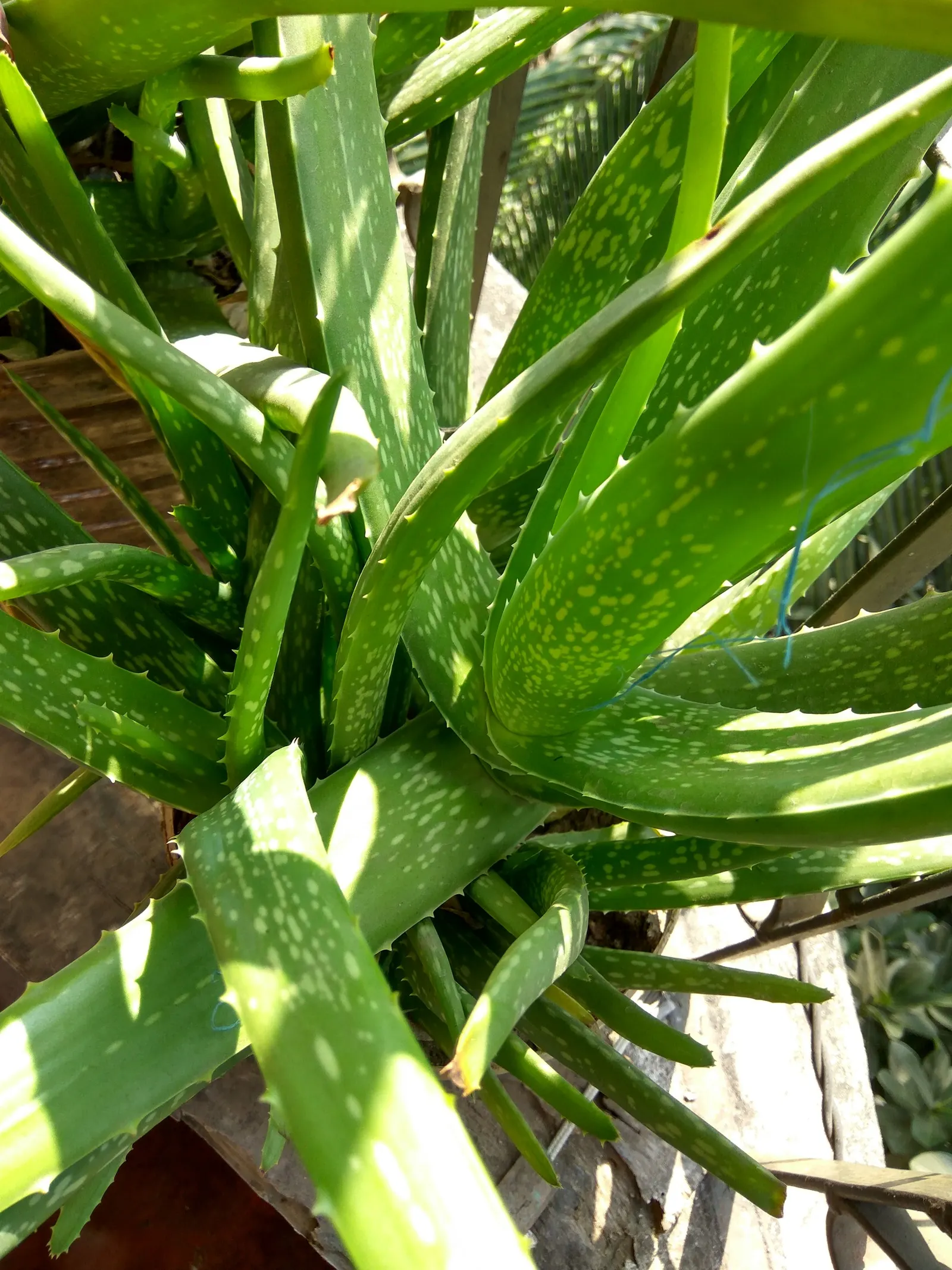 Reynolds Aloe (Aloe Massawana) — Reynolds Aloe typically grows to a moderate height of approximately 12 to 18 inches with a comparable spread; it features