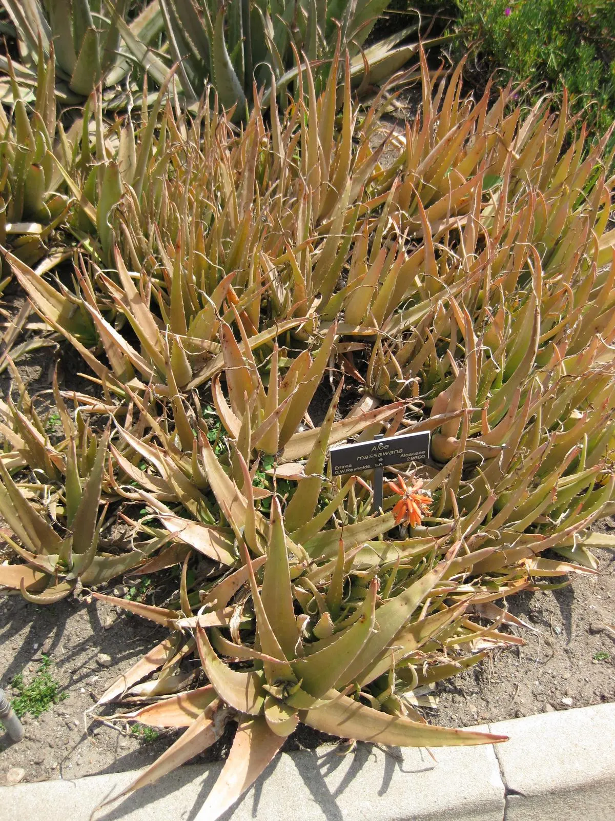 Reynolds Aloe (Aloe Massawana) — This intriguing species is native to the mountainous regions of Lesotho and South Africa; the leaf margins are, image 81