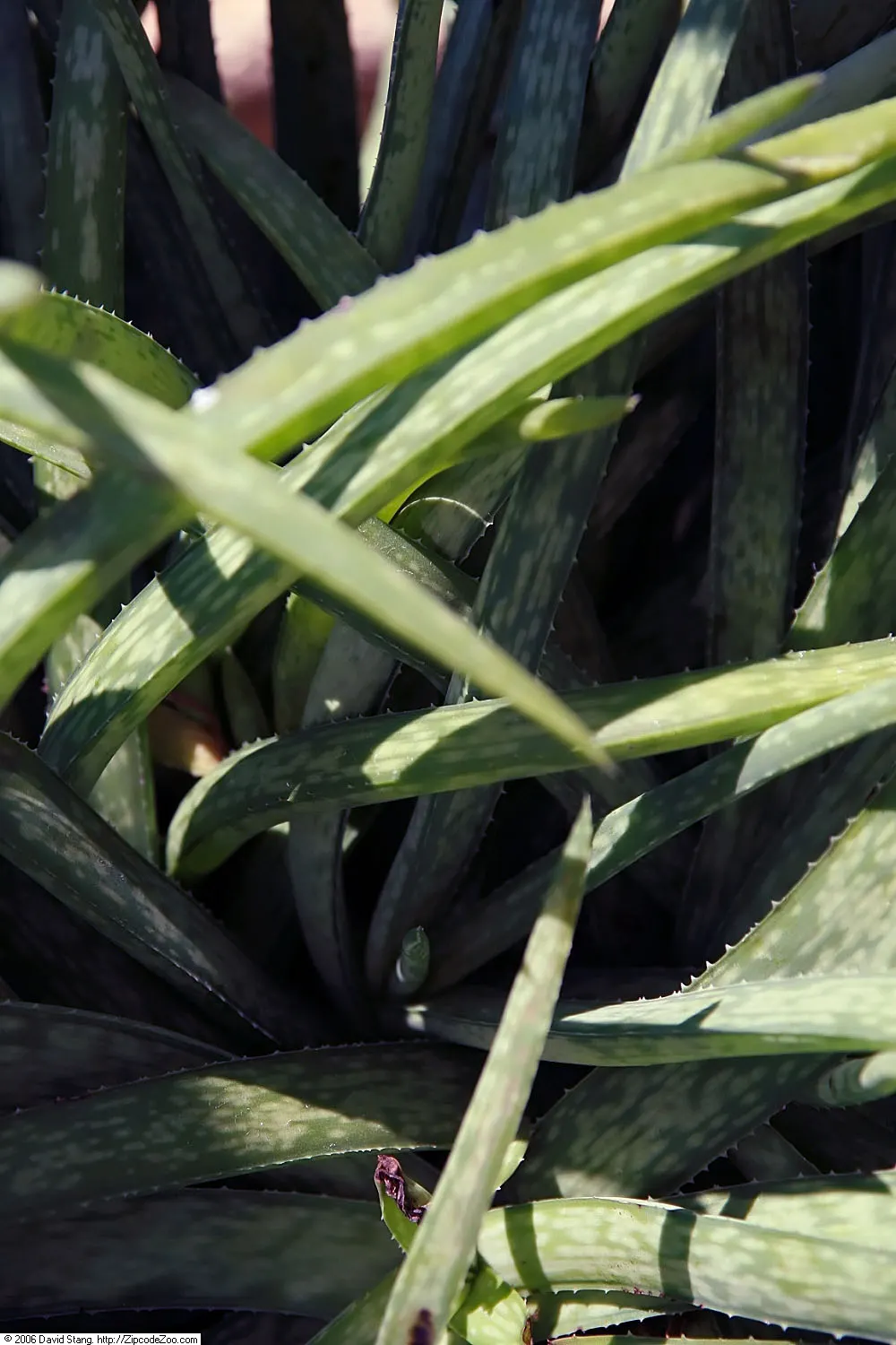 Reynolds Aloe (Aloe Massawana) — The Reynolds Aloe (Aloe massawana) is a striking succulent plant that presents a lush; orange flowers in the garden, image 55