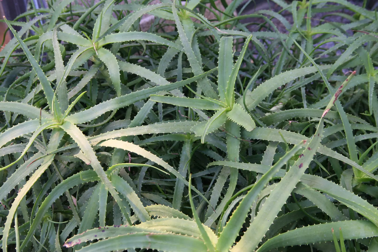 Reynolds Aloe (Aloe Massawana) — thus an excellent choice for xeriscaping or low water-use gardens; when integrating Aloe massawana into landscape, image 65