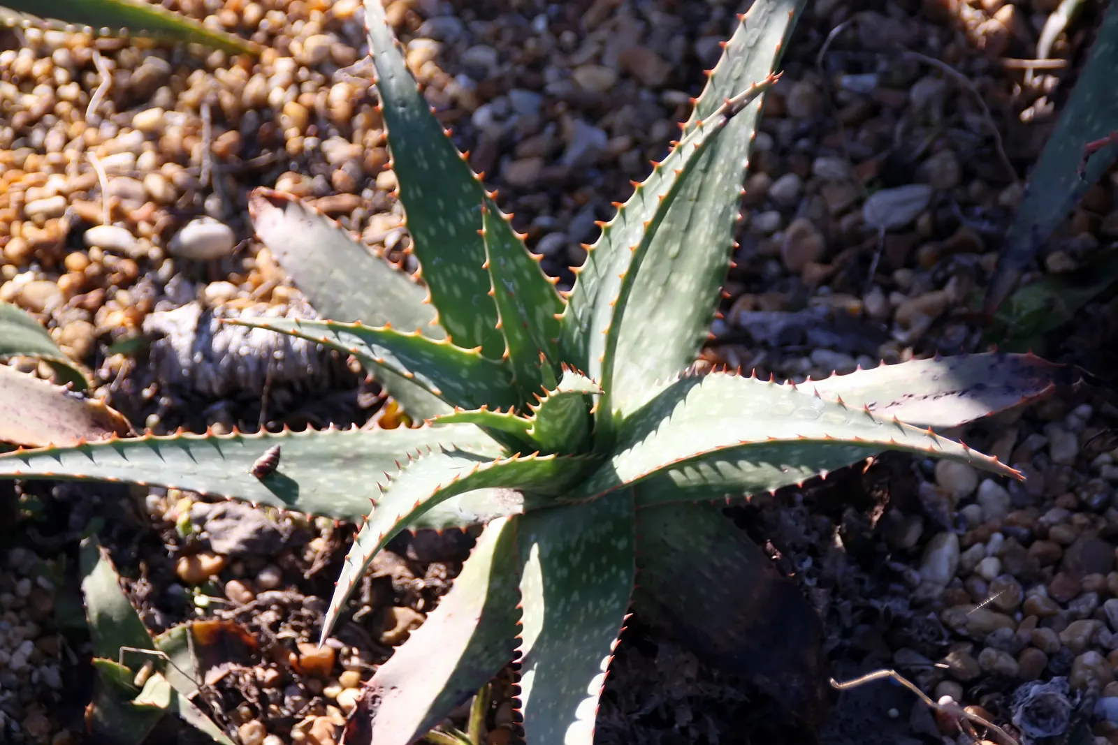 Reynolds Aloe (Aloe Massawana) — orange flowers in the garden; the Reynolds Aloe (Aloe massawana) is a striking succulent plant that presents a lush, image 94