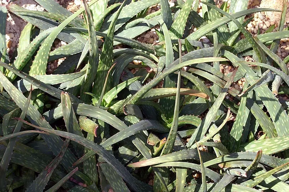 Reynolds Aloe (Aloe Massawana) — Ideal for USDA zones 9-11
