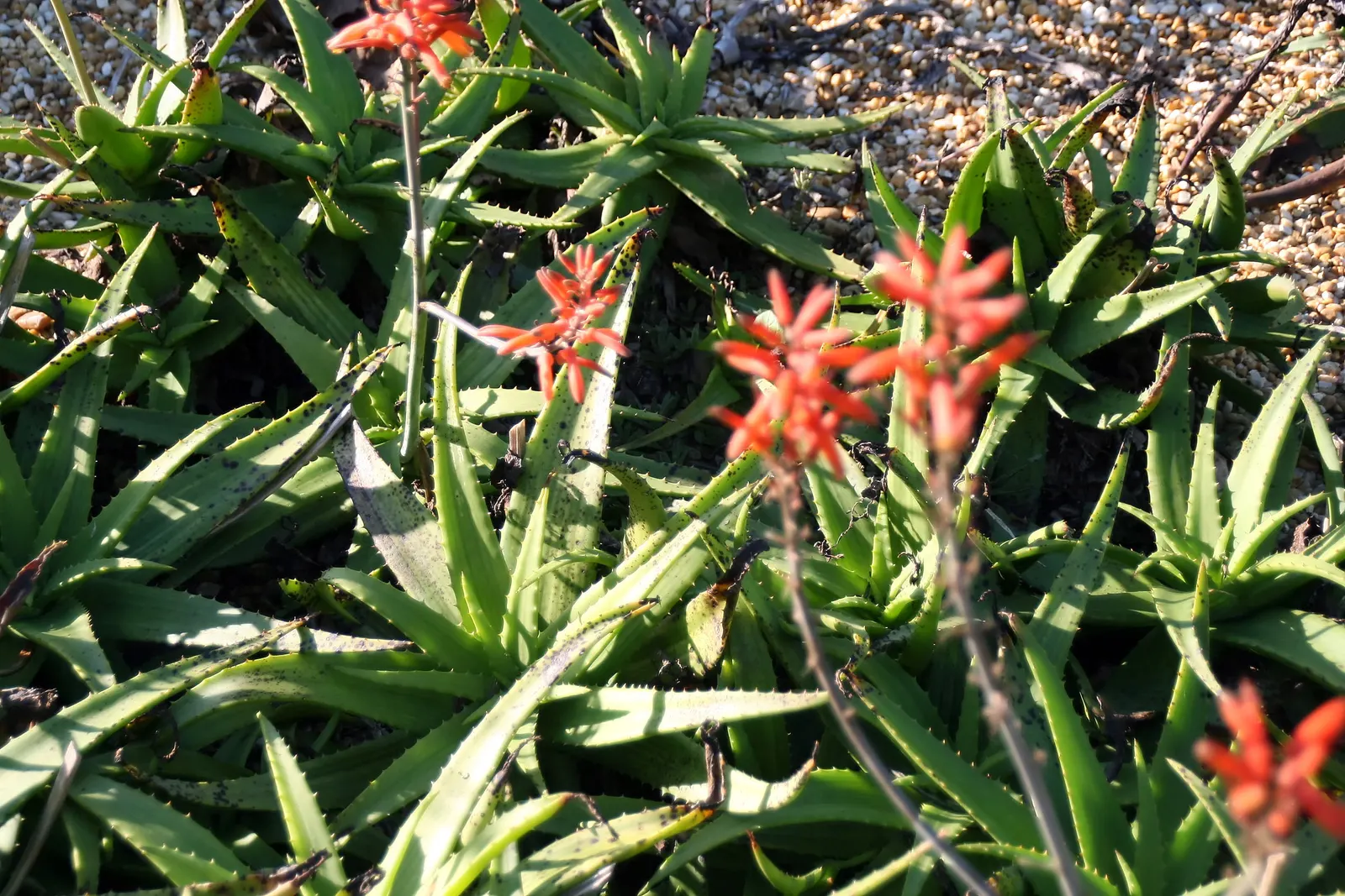 Reynolds Aloe (Aloe Massawana) — it is notably drought-resistant; in late winter to early spring, image 88
