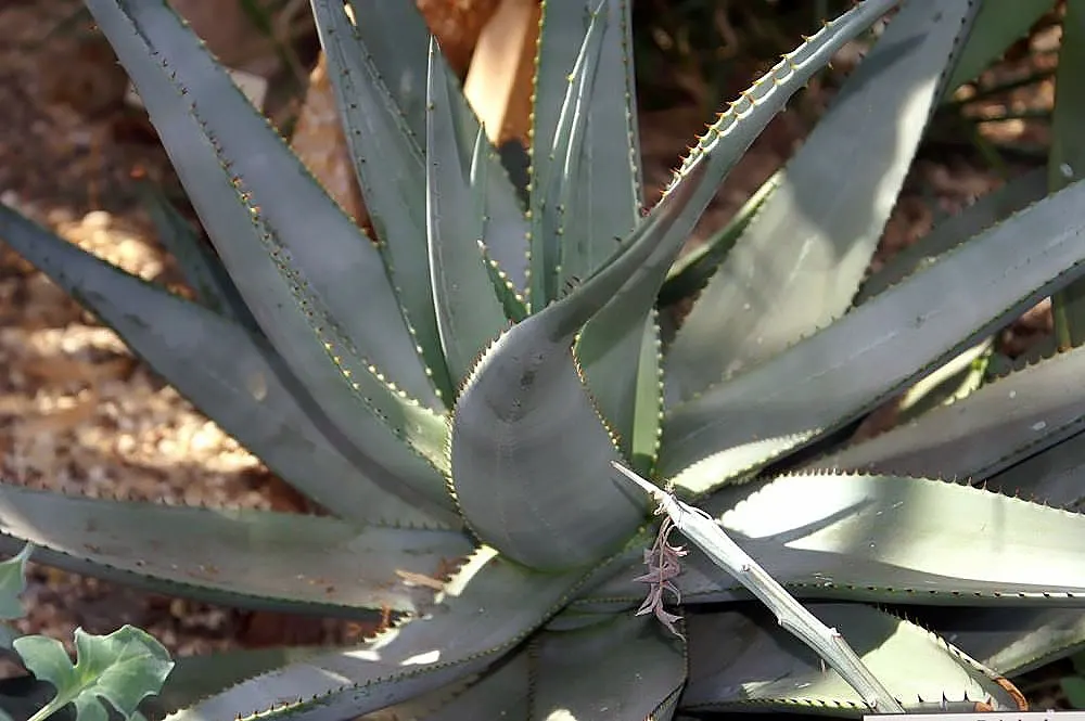 Reynolds Aloe (Aloe Massawana) — rising a dramatic 24 to 36 inches above the foliage