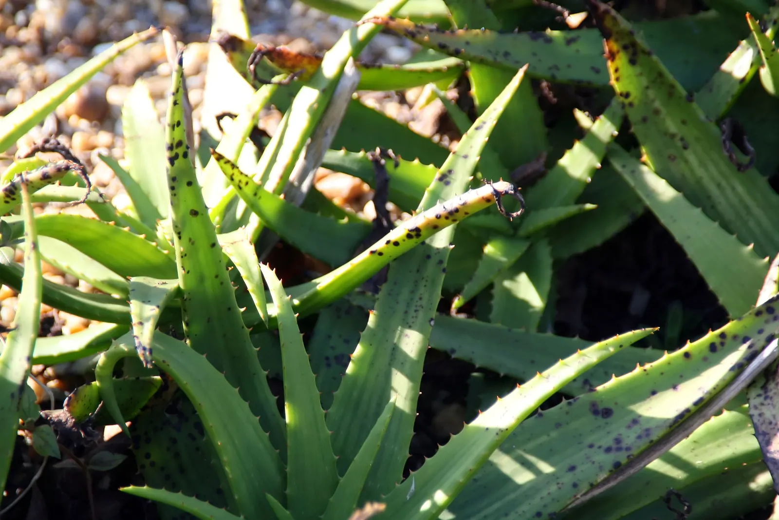 Reynolds Aloe (Aloe Massawana) — tropical flair to any landscape; this drought-tolerant species prefers full sun to partial shade and well-drained soil