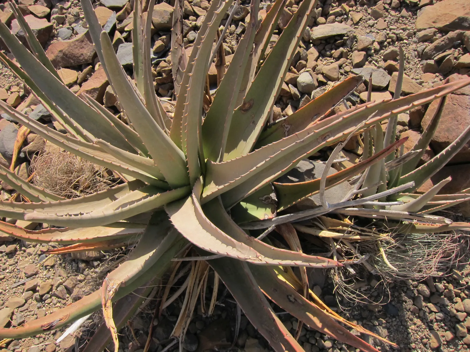 Reynolds Aloe (Aloe Massawana) — Ideal for USDA zones 9-11; reynolds Aloe (Aloe massawana) is an elegant, evergreen succulent