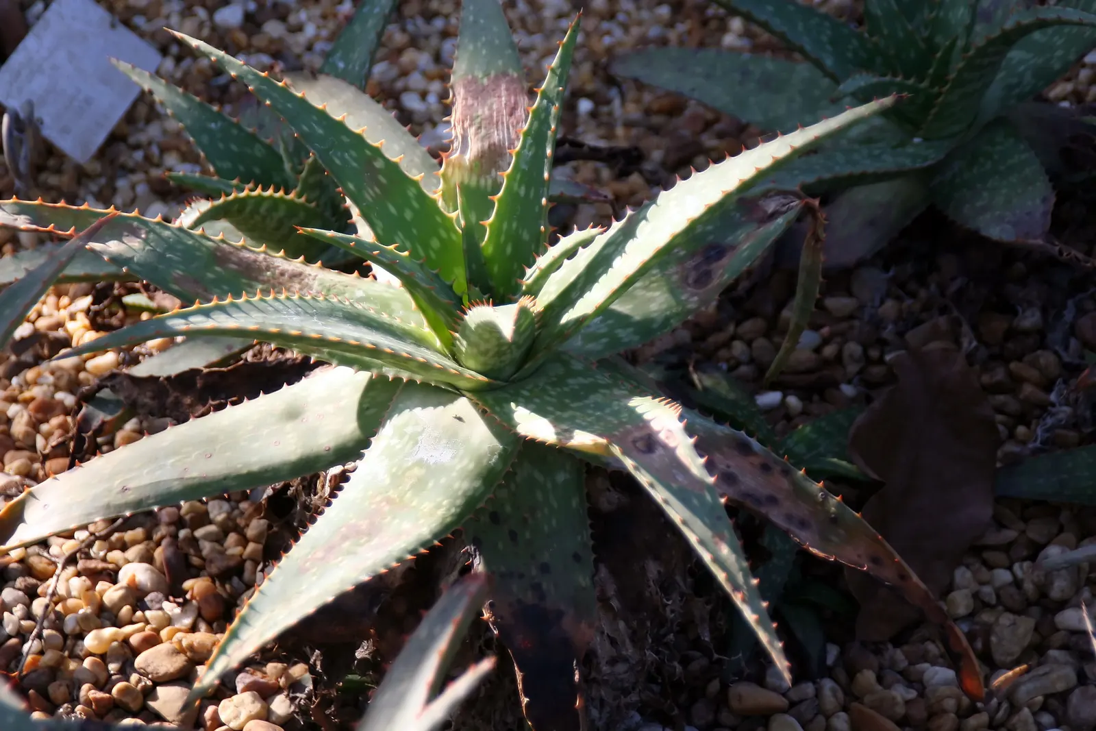 Reynolds Aloe (Aloe Massawana) — Ideal for USDA zones 9-11; reynolds Aloe (Aloe massawana) is an elegant, evergreen succulent, image 52