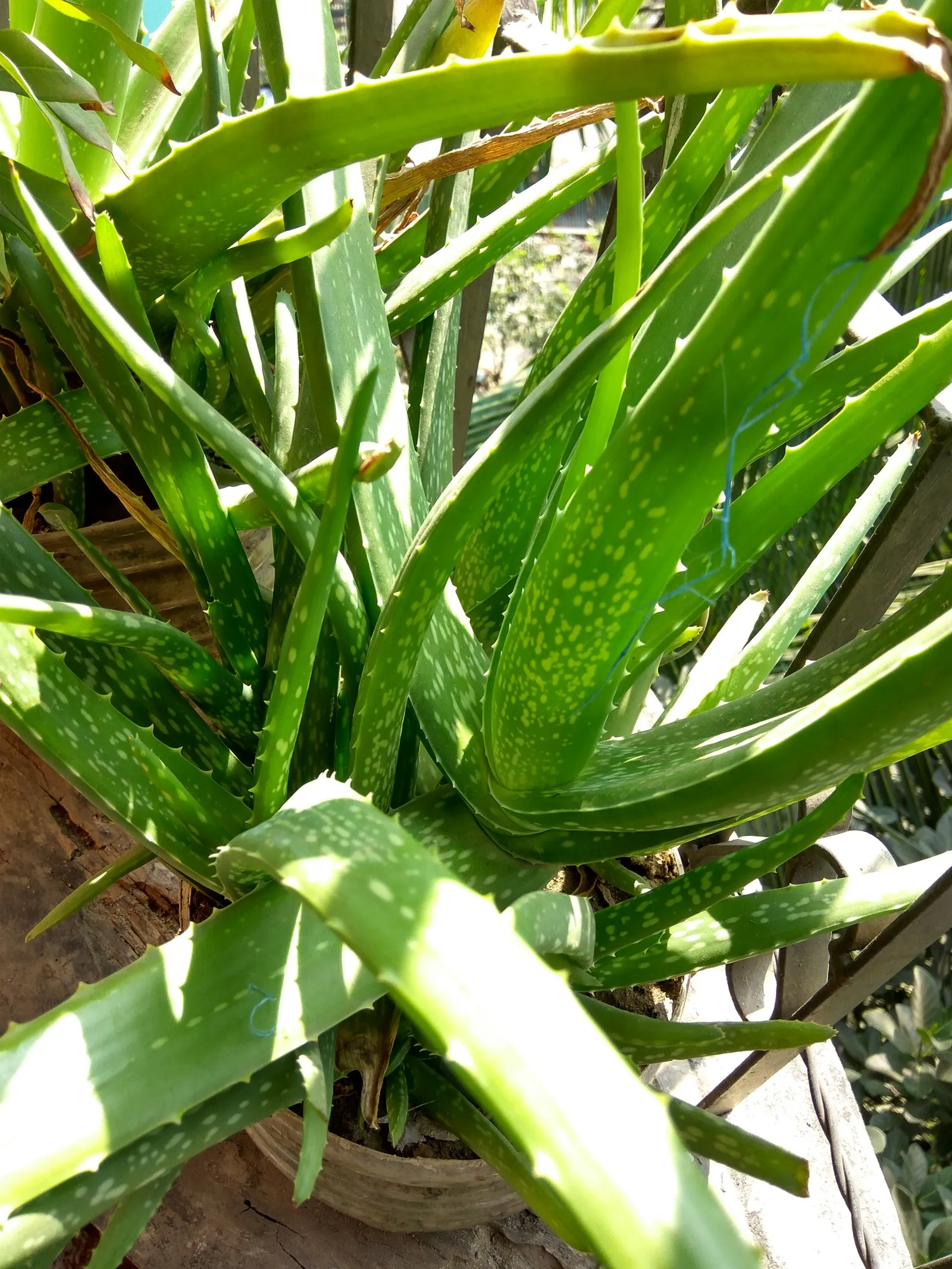 Reynolds Aloe (Aloe Massawana) — This aloe species can tolerate temperatures down to about 30°F; its vibrant orange-red blooms emerge on spikes up to 2