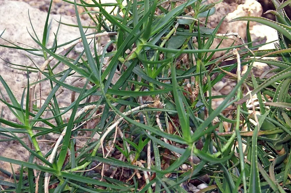 Reynolds Aloe (Aloe Massawana) — The leaf margins are lined with small teeth, which add texture and interest; this intriguing species is native to, image 84