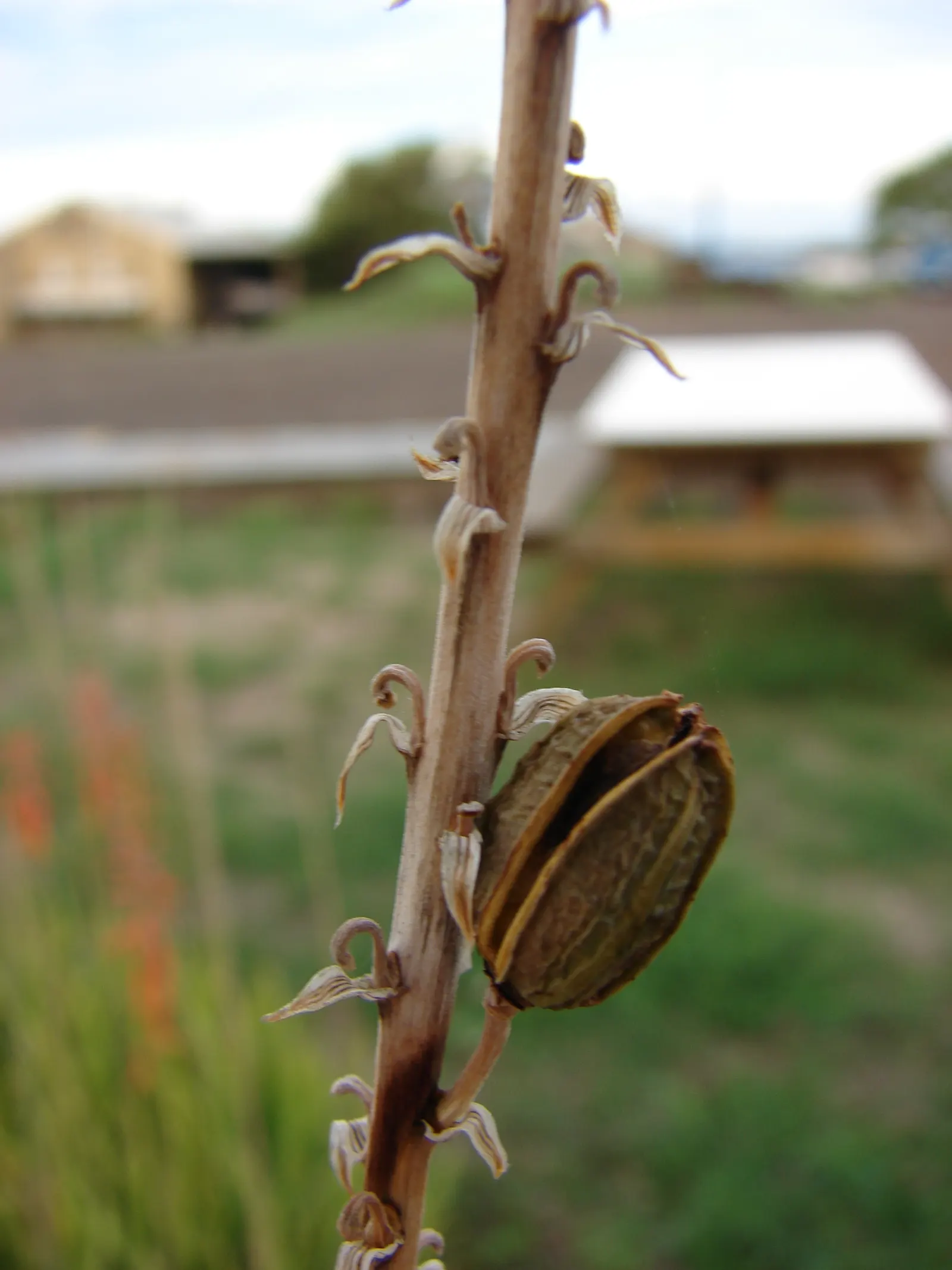 Reynolds Aloe (Aloe Massawana) — succulent for full; regular, though minimal, irrigation during dry periods will keep it thriving without, image 72