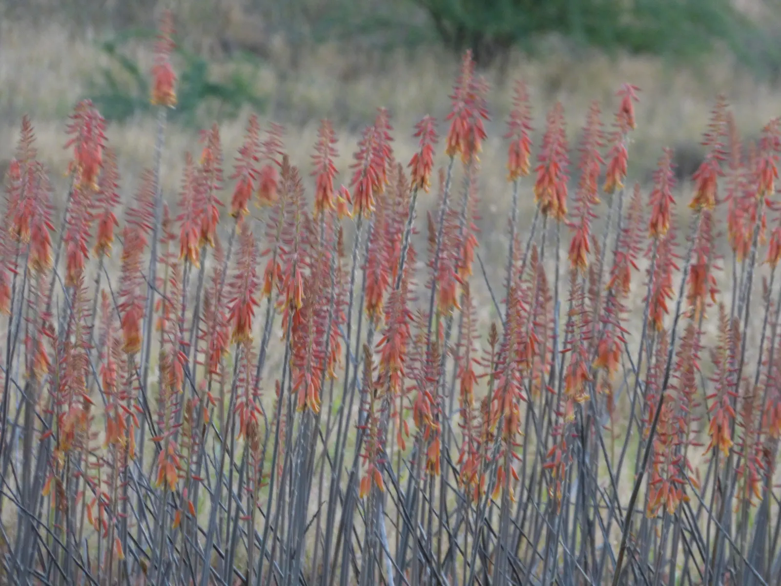 Reynolds Aloe (Aloe Massawana) — succulent for full