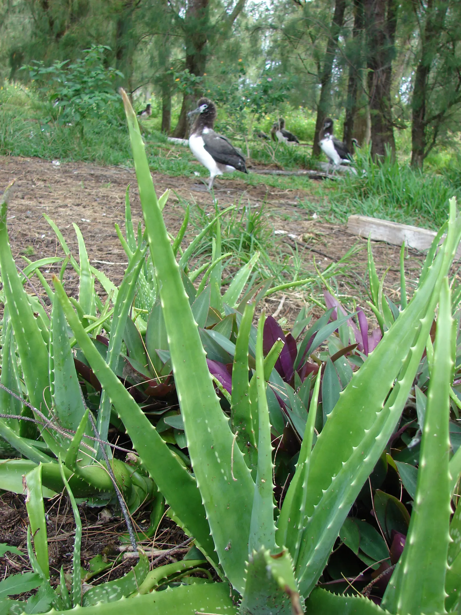 Reynolds Aloe (Aloe Massawana) — Reynolds Aloe typically grows to a moderate height of approximately 12 to 18 inches with a comparable spread; it, image 83