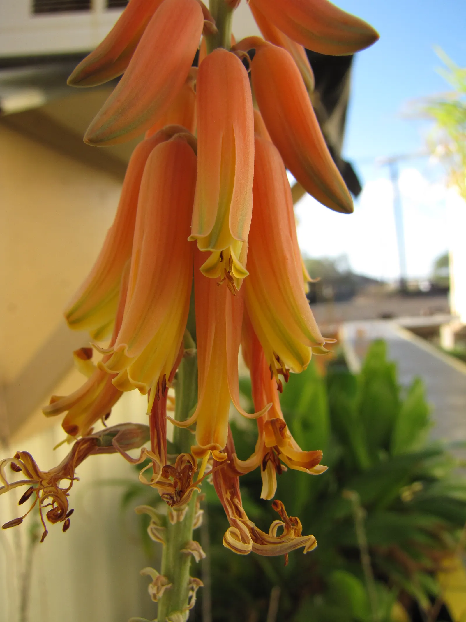 Reynolds Aloe (Aloe Massawana) — thus an excellent choice for xeriscaping or low water-use gardens
