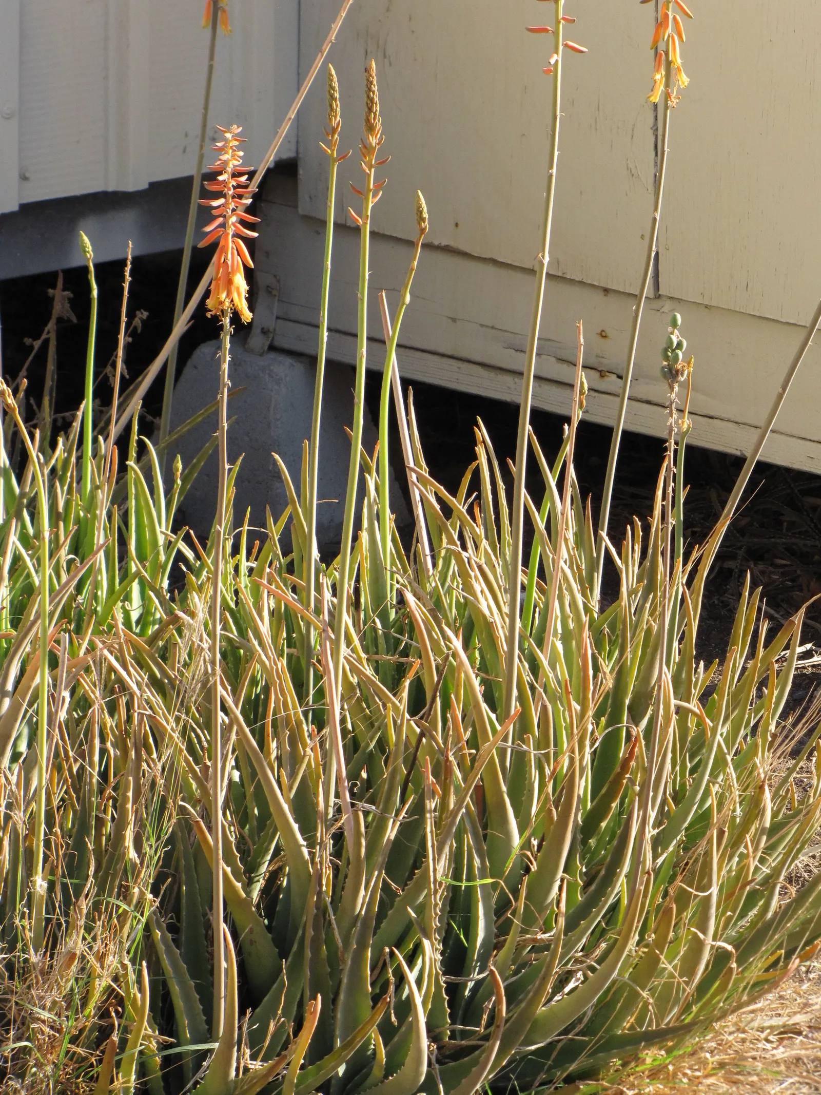 Reynolds Aloe (Aloe Massawana) — rising a dramatic 24 to 36 inches above the foliage; a stunning, low-maintenance choice for rockeries and, image 87