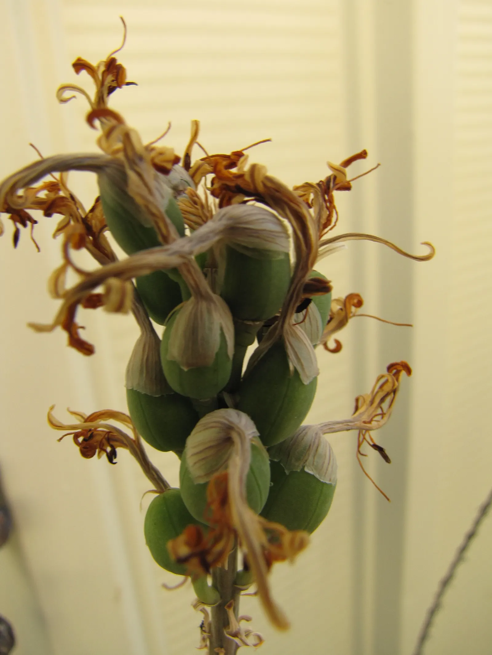 Reynolds Aloe (Aloe Massawana) — A stunning, low-maintenance choice for rockeries and xeriscaped areas; rising a dramatic 24 to 36 inches above the foliage