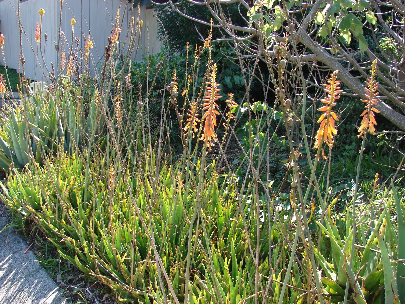 Reynolds Aloe (Aloe Massawana) — where it thrives in rugged terrains; but it should be protected from frost to prevent damage to the foliage and blooms