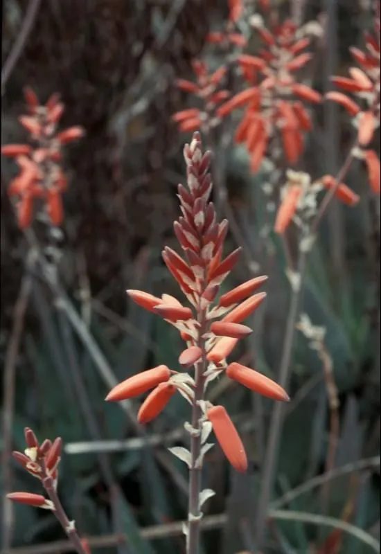 Reynolds Aloe (Aloe Massawana) — orange flowers in the garden