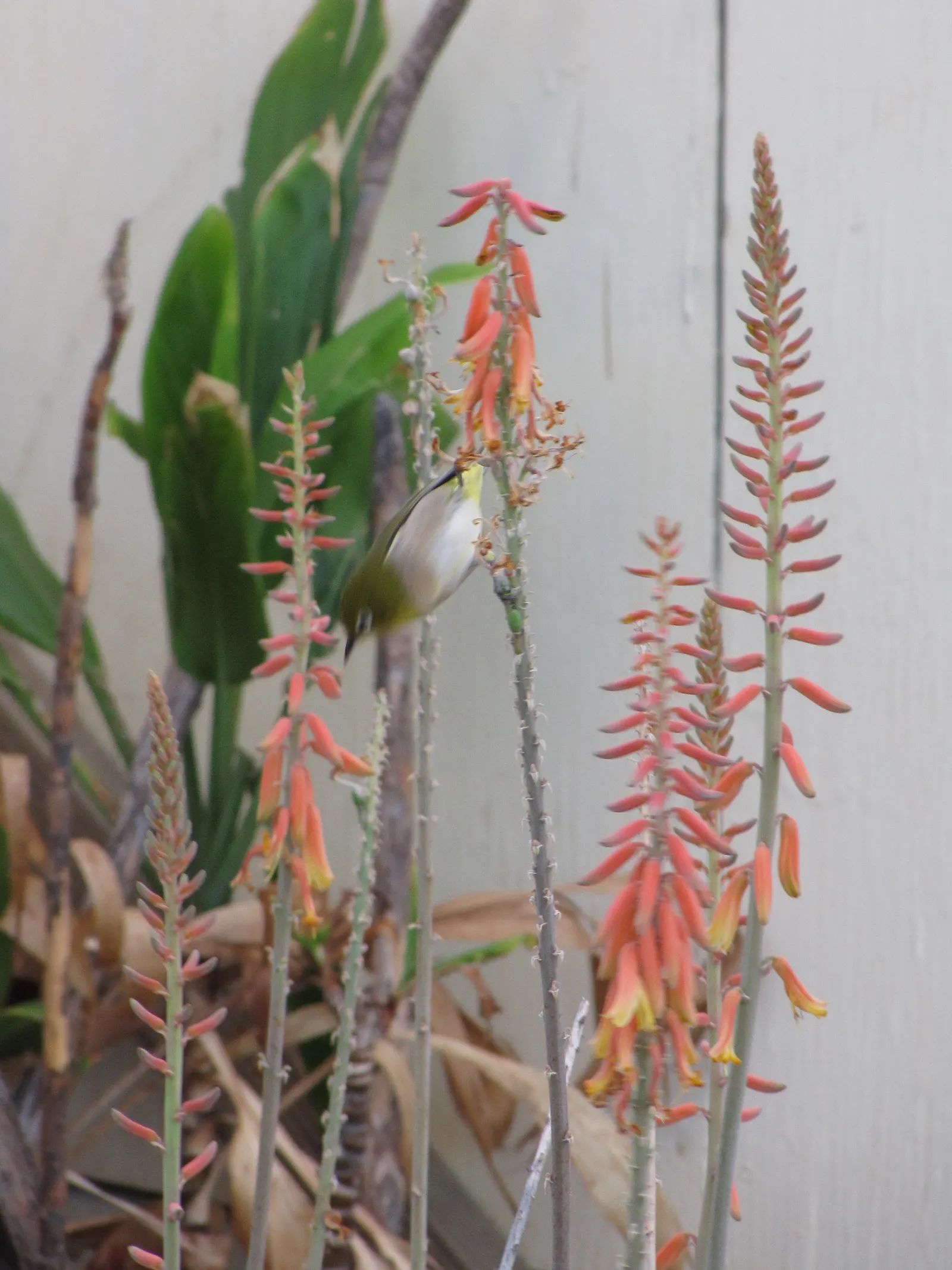 Reynolds Aloe (Aloe Massawana) — Ideal for USDA zones 9-11; reynolds Aloe (Aloe massawana) is an elegant, evergreen succulent, image 76