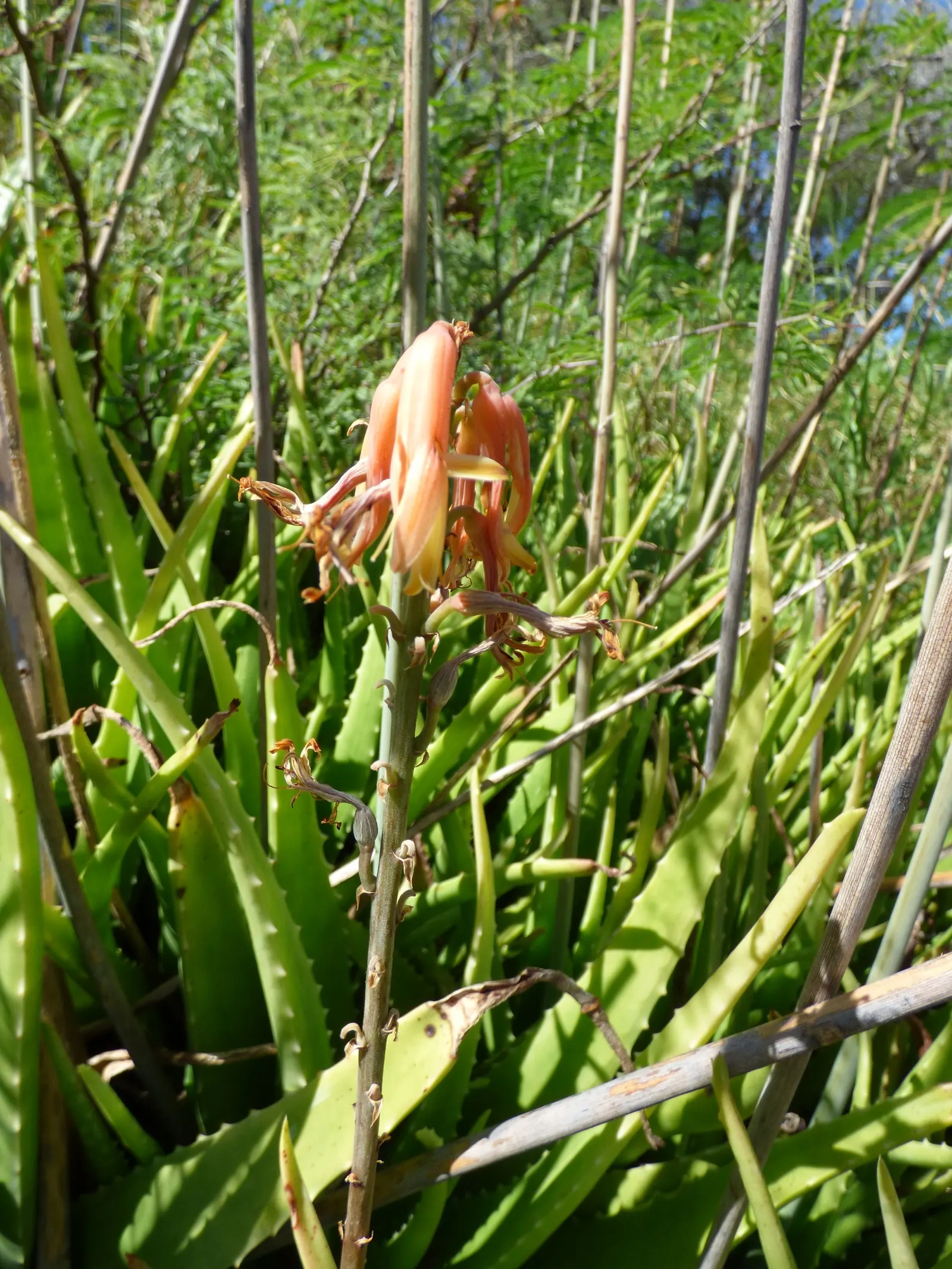Reynolds Aloe (Aloe Massawana) — Reynolds Aloe typically grows to a moderate height of approximately 12 to 18 inches with a comparable spread