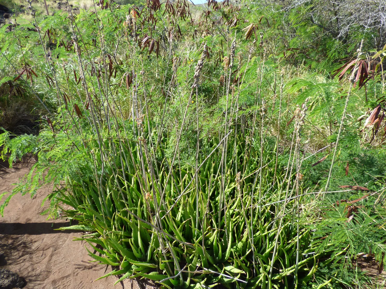 Reynolds Aloe (Aloe Massawana) — A stunning, low-maintenance choice for rockeries and xeriscaped areas