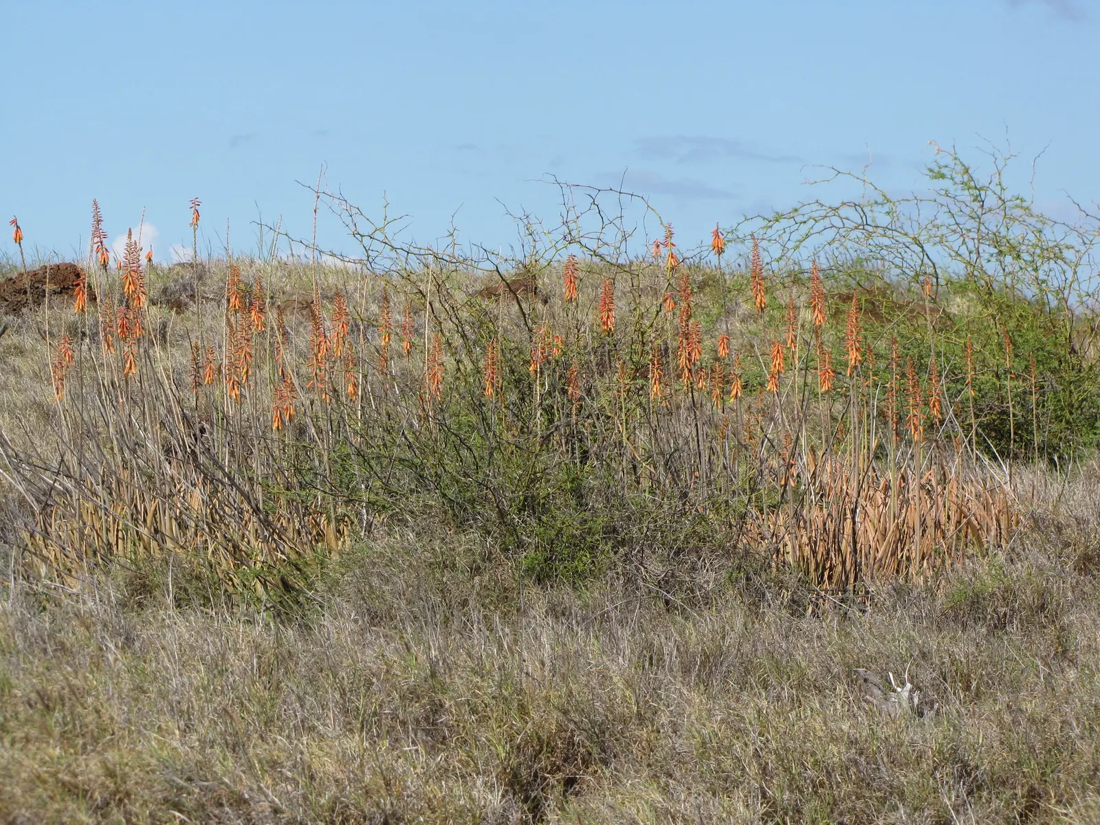 Reynolds Aloe (Aloe Massawana) — you can expect to see the robust emergence of the flower stalks; succulent with orange blooms