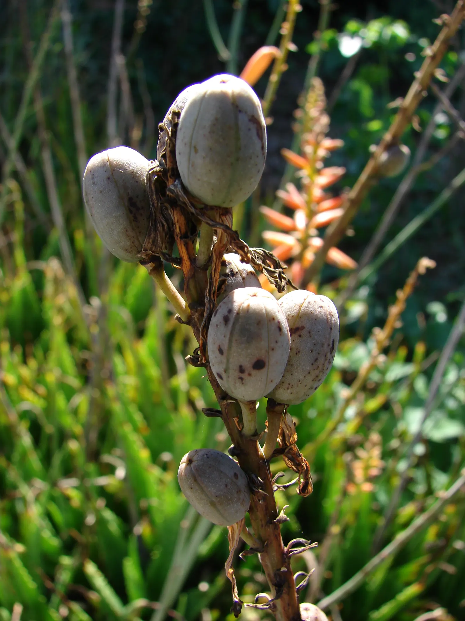 Reynolds Aloe (Aloe Massawana) — succulent with orange blooms; you can expect to see the robust emergence of the flower stalks