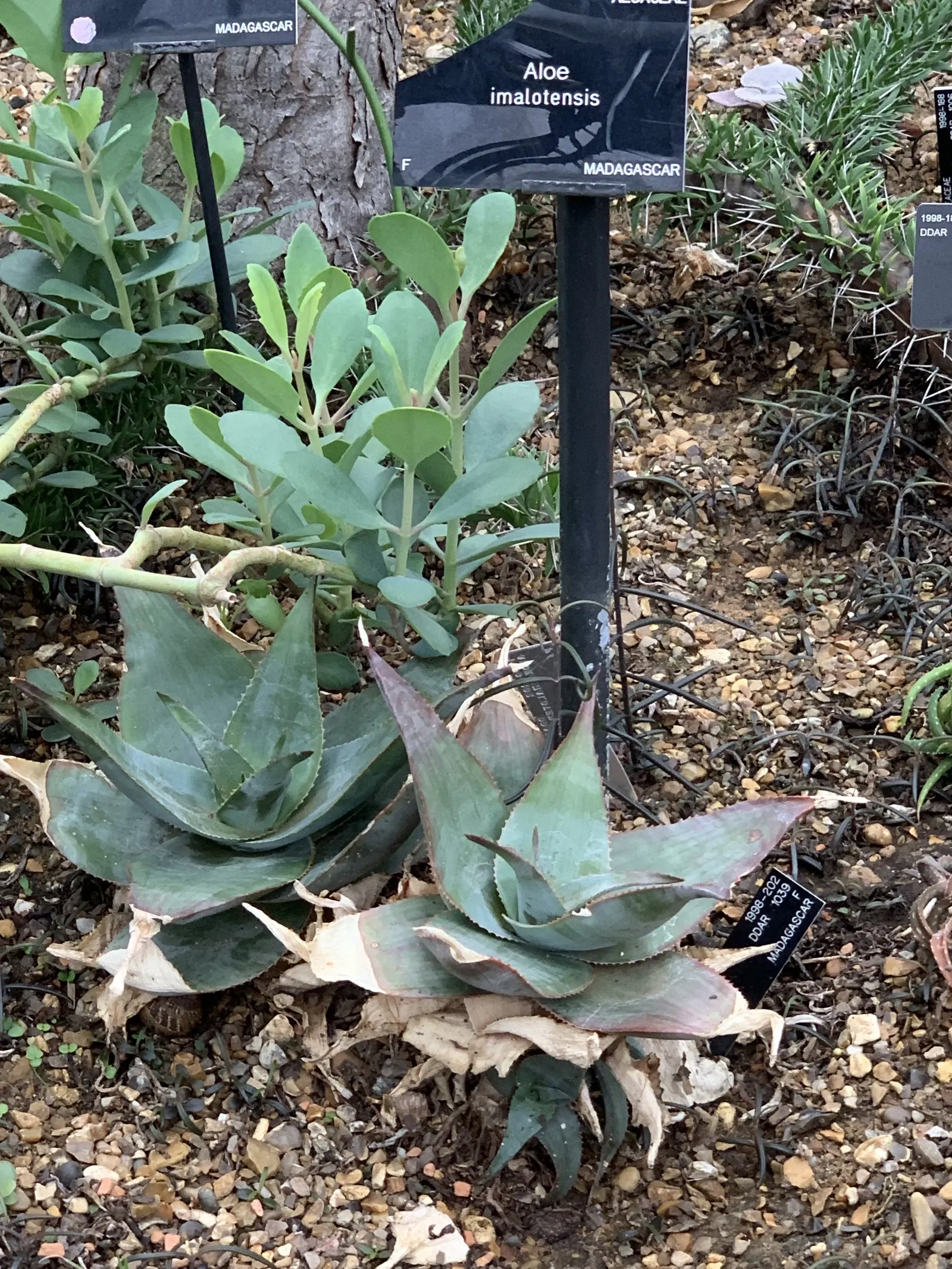 Reynolds Aloe (Aloe Massawana) — but it should be protected from frost to prevent damage to the foliage and blooms