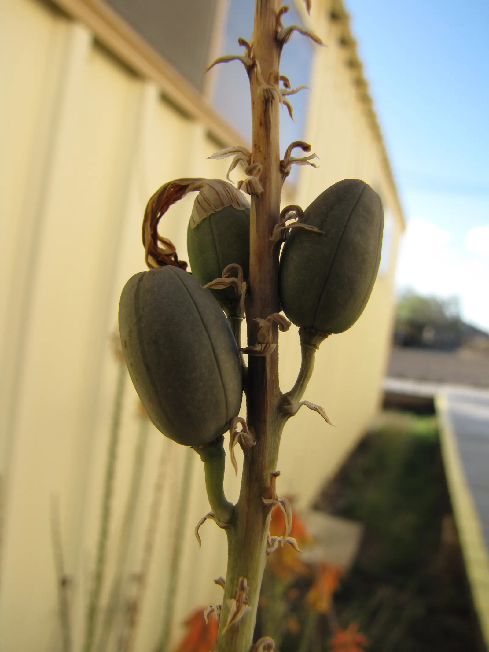 Reynolds Aloe (Aloe Massawana) — This intriguing species is native to the mountainous regions of Lesotho and South Africa