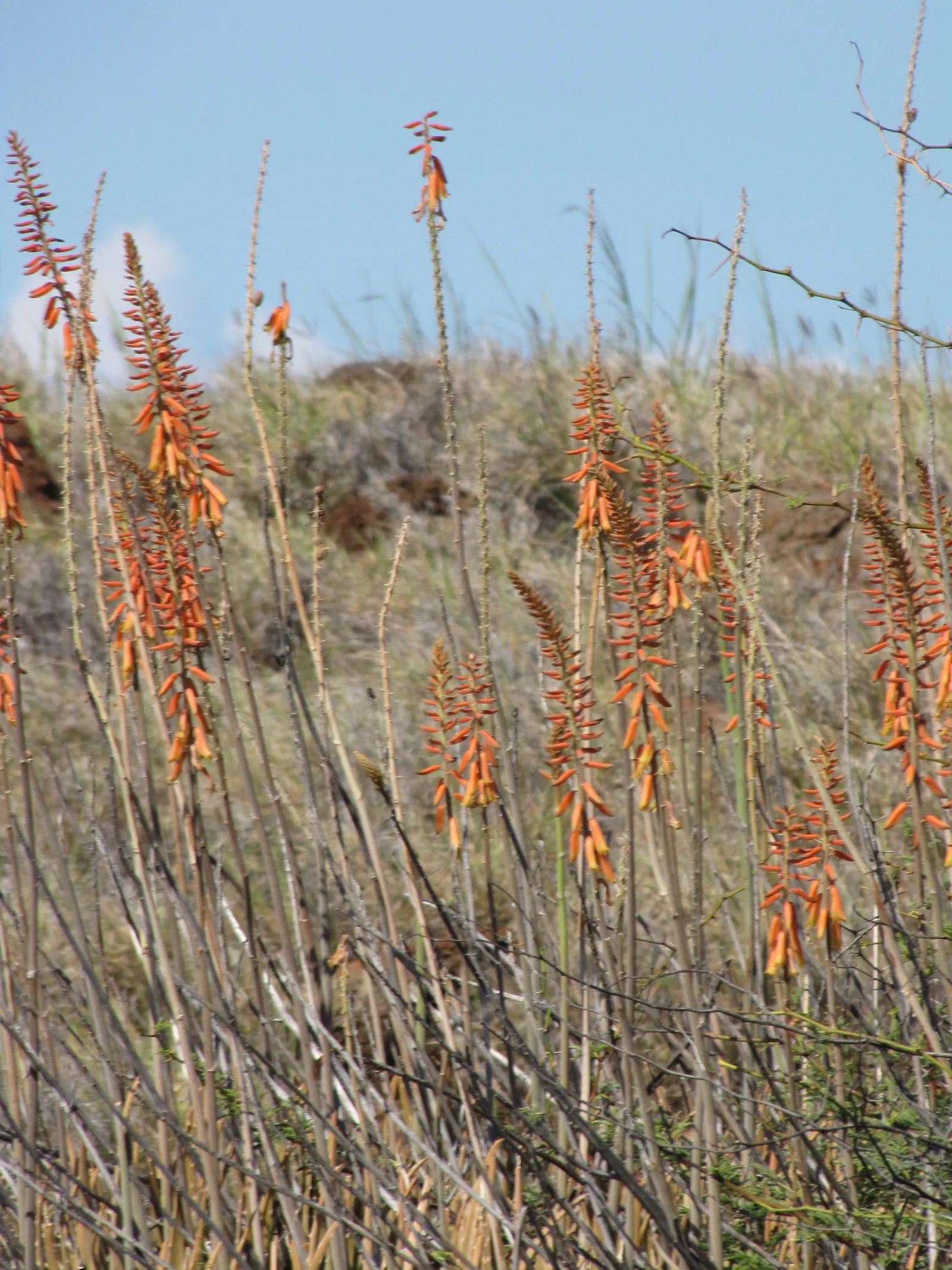 Reynolds Aloe (Aloe Massawana) — It features rosettes of fleshy, lance-shaped leaves, growing to approximately 18 inches wide; reynolds Aloe, image 98