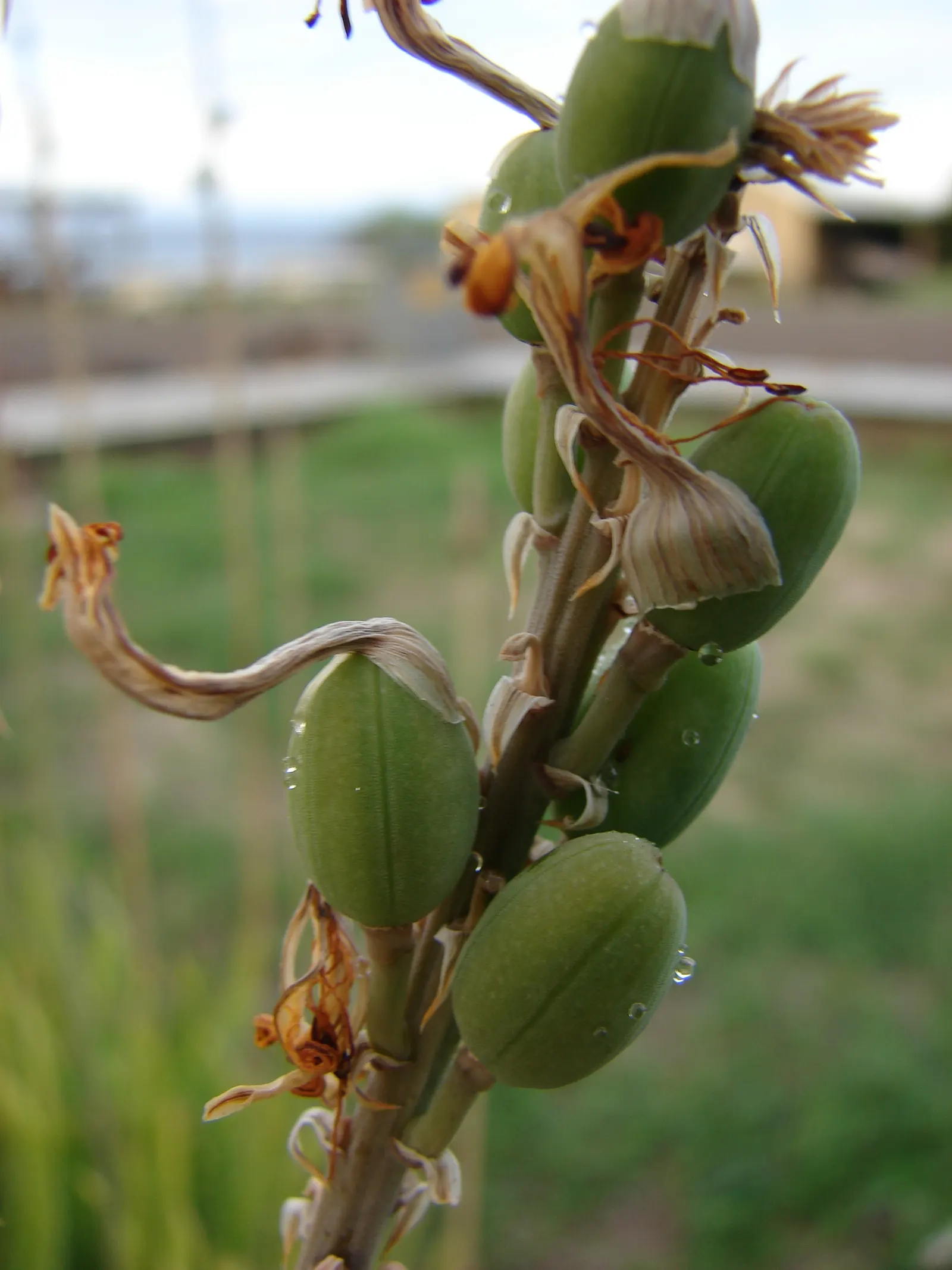 Reynolds Aloe (Aloe Massawana) — This intriguing species is native to the mountainous regions of Lesotho and South Africa; the leaf margins are, image 57