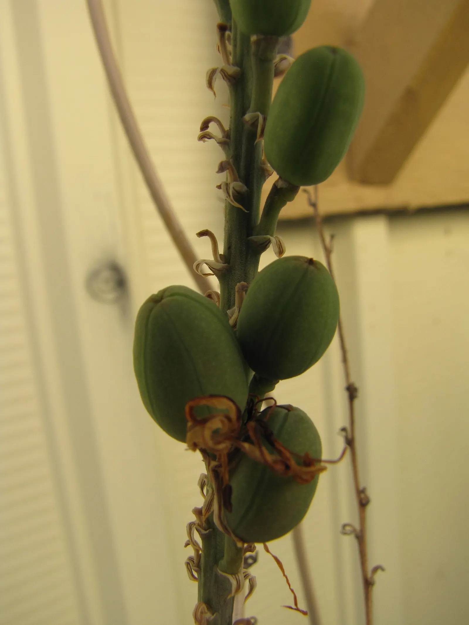 Reynolds Aloe (Aloe Massawana) — The leaf margins are lined with small teeth, which add texture and interest; this intriguing species is native to, image 60