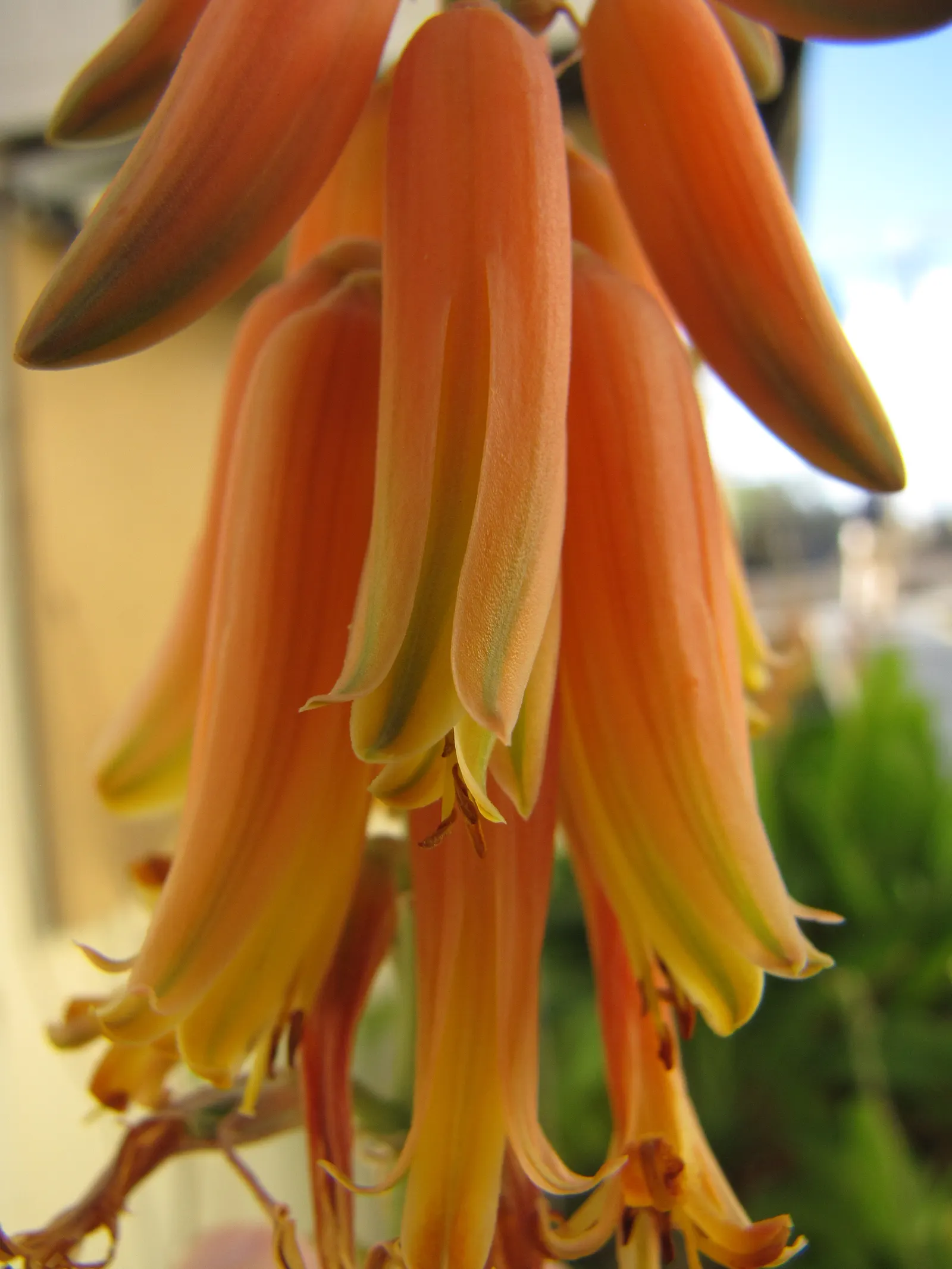 Reynolds Aloe (Aloe Massawana) — The Reynolds Aloe (Aloe massawana) is a striking succulent plant that presents a lush; orange flowers in the garden
