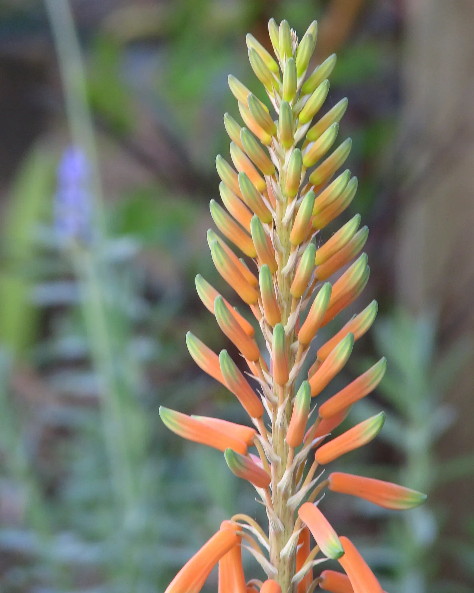 Reynolds Aloe (Aloe Massawana) — Reynolds Aloe (Aloe massawana) is an elegant, evergreen succulent