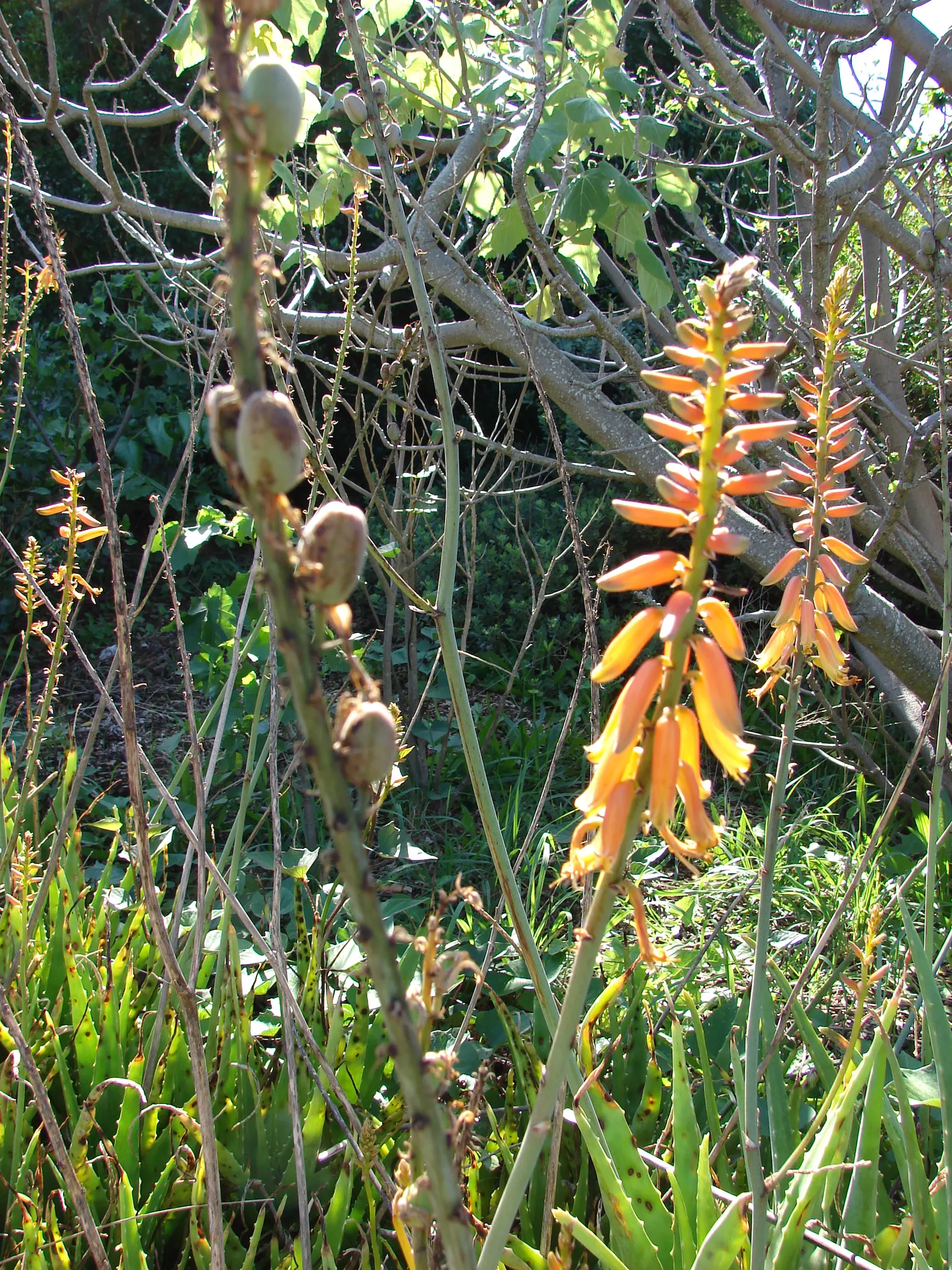 Reynolds Aloe (Aloe Massawana) — this drought-tolerant species prefers full sun to partial shade and well-drained soil; tropical flair to any landscape