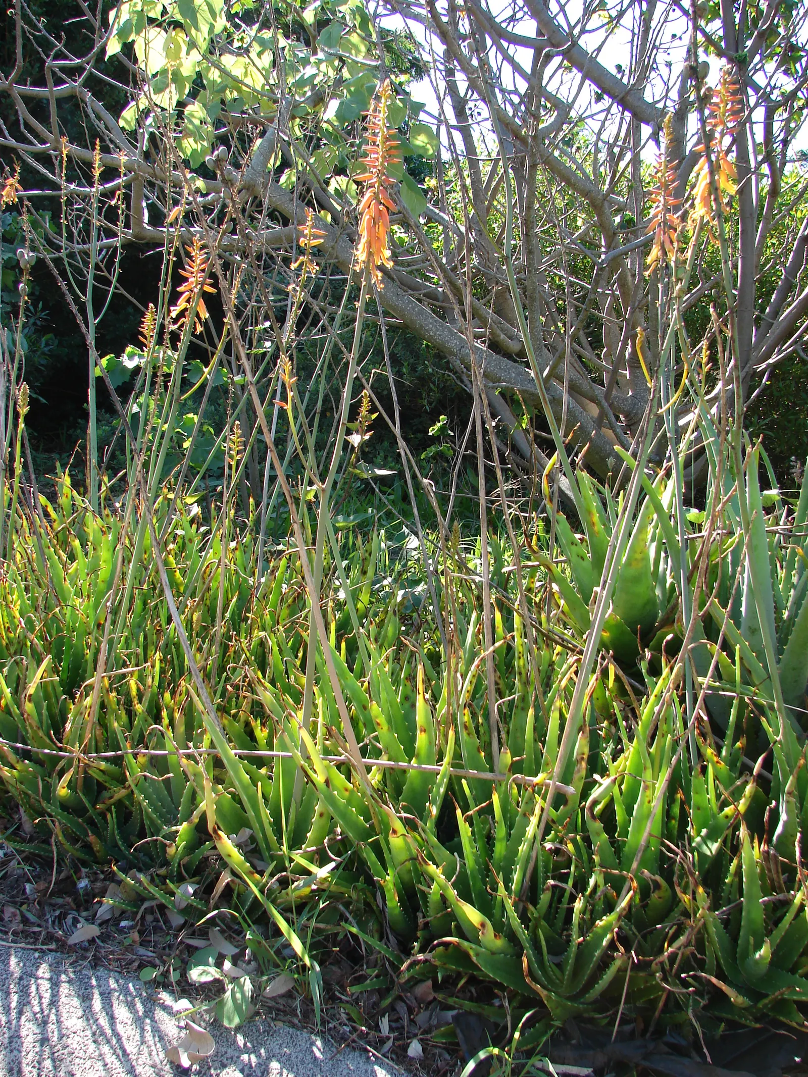 Reynolds Aloe (Aloe Massawana) — succulent with orange blooms; you can expect to see the robust emergence of the flower stalks, image 71