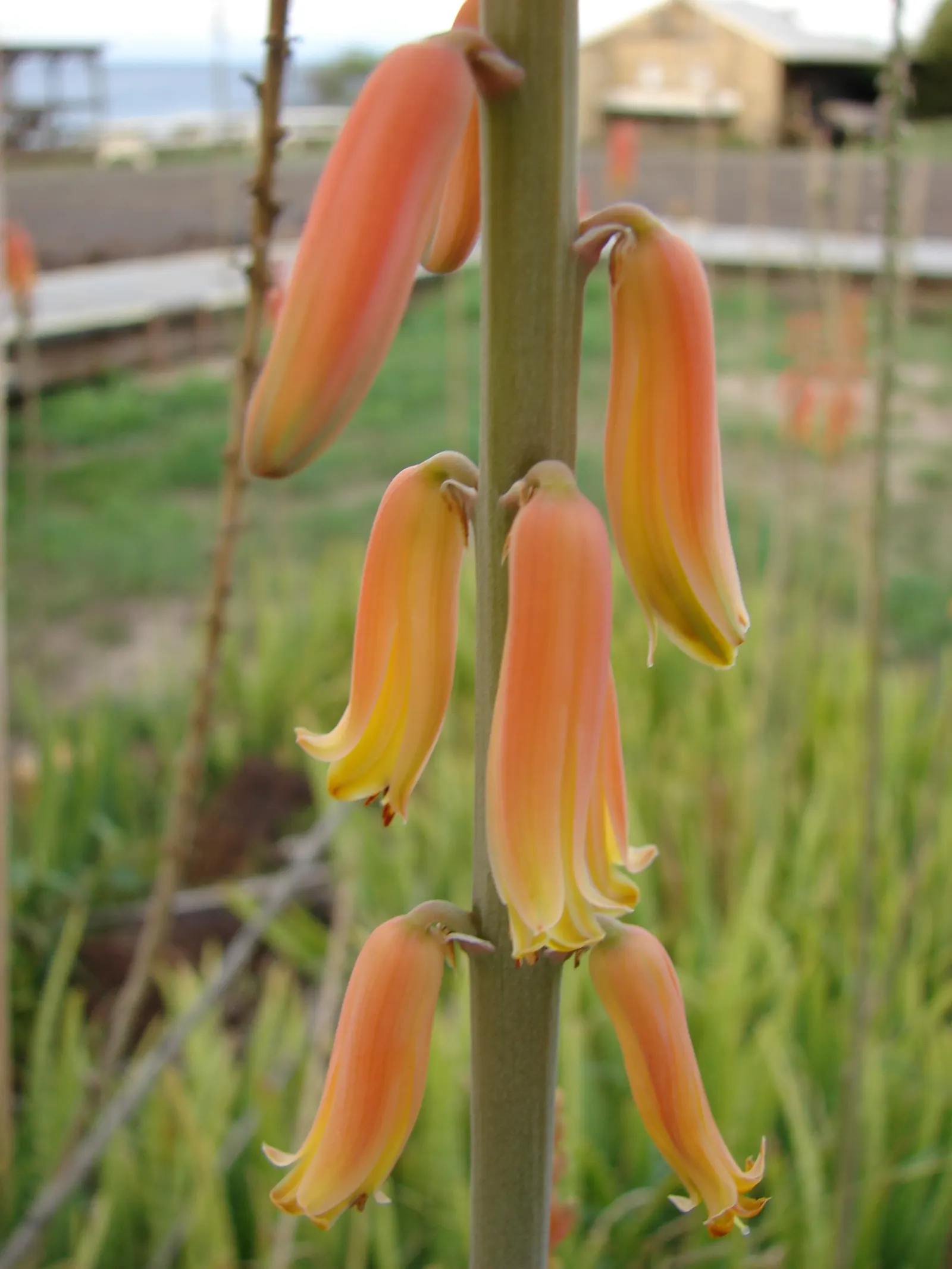 Reynolds Aloe (Aloe Massawana) — but it should be protected from frost to prevent damage to the foliage and blooms; where it thrives in rugged, image 91