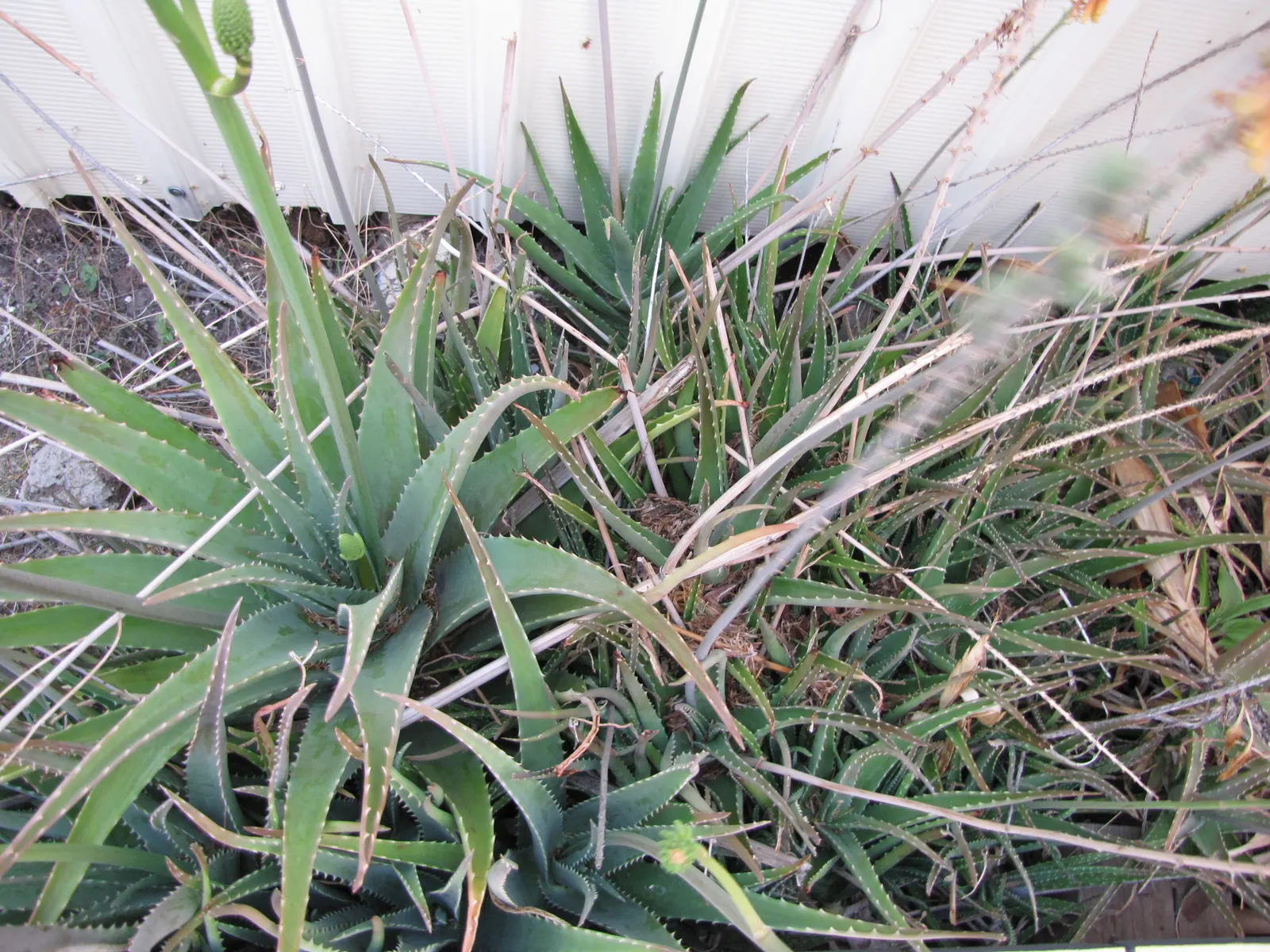 Reynolds Aloe (Aloe Massawana) — you can expect to see the robust emergence of the flower stalks; succulent with orange blooms, image 62
