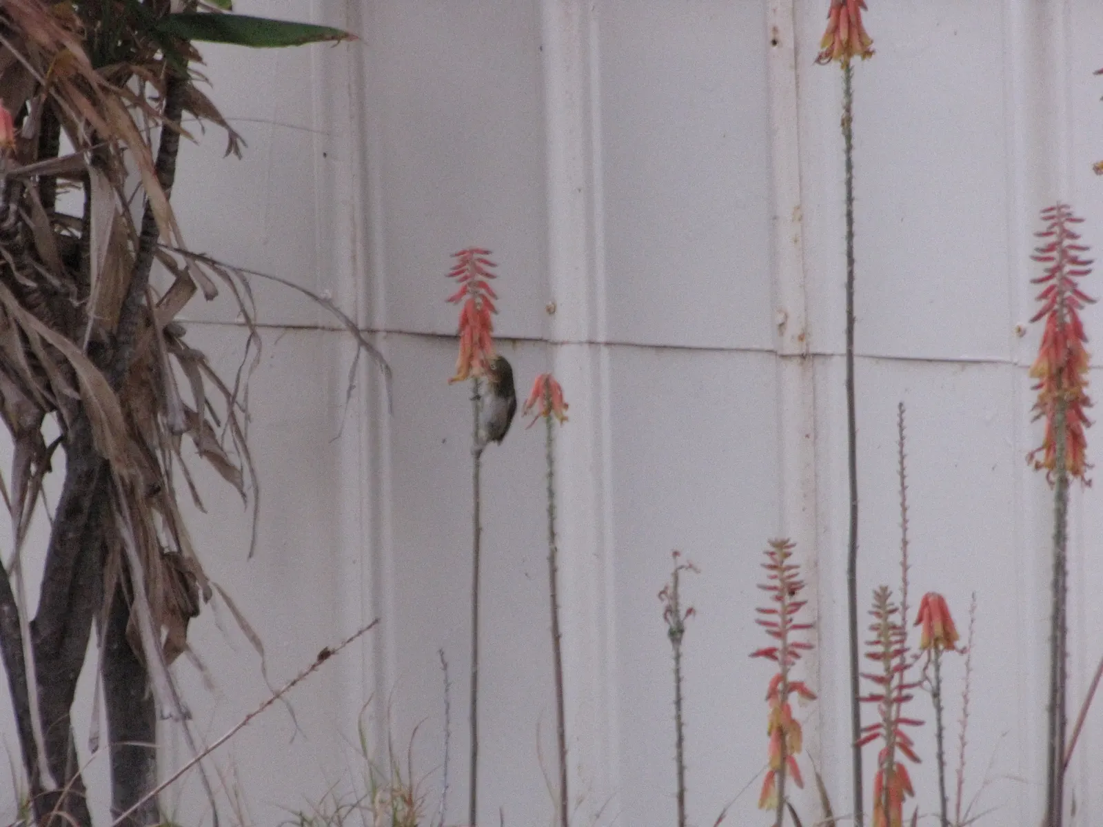 Reynolds Aloe (Aloe Massawana) — this drought-tolerant species prefers full sun to partial shade and well-drained soil; tropical flair to any, image 53