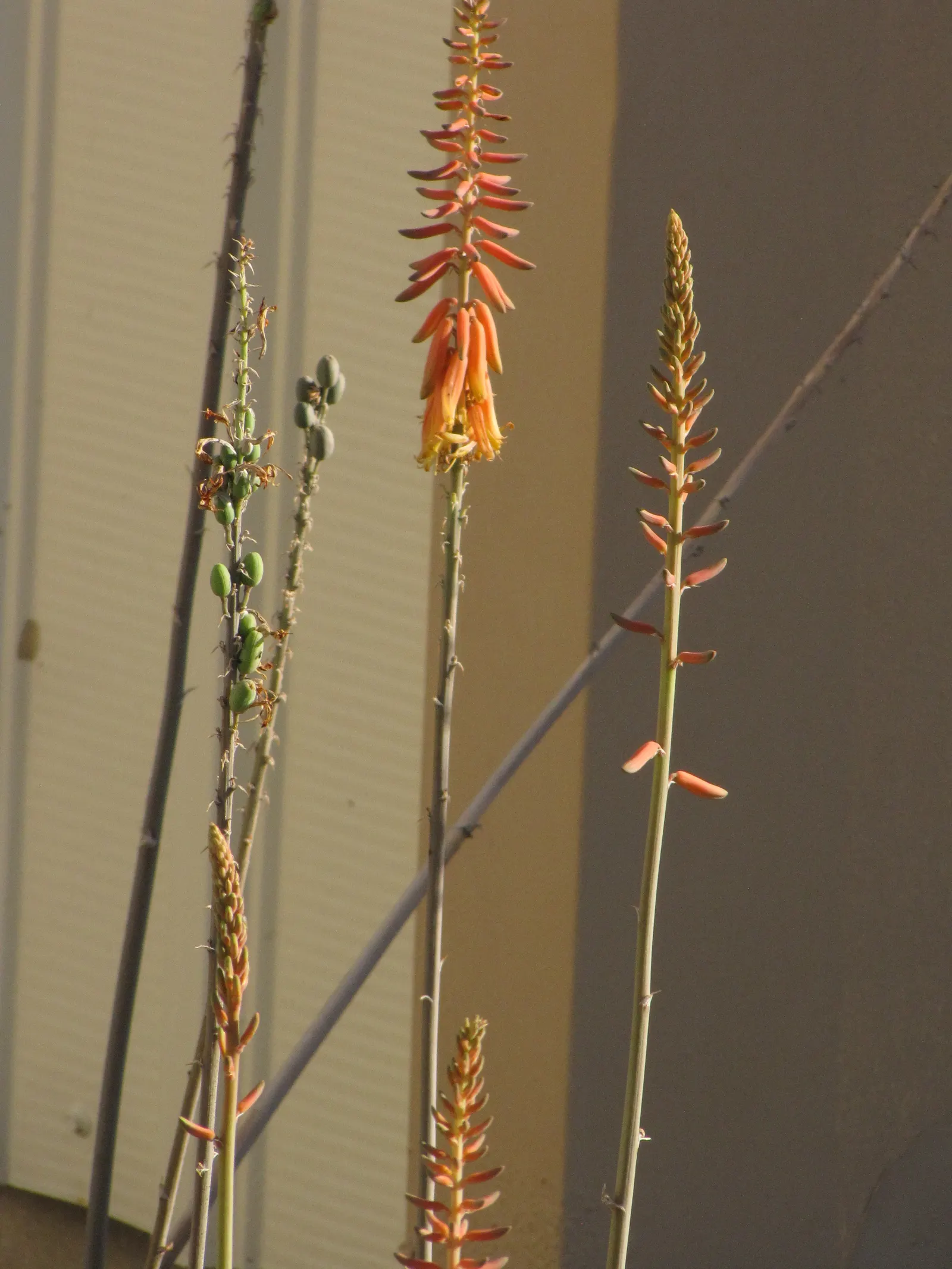 Reynolds Aloe (Aloe Massawana) — This aloe species can tolerate temperatures down to about 30°F; its vibrant orange-red blooms emerge on spikes, image 66