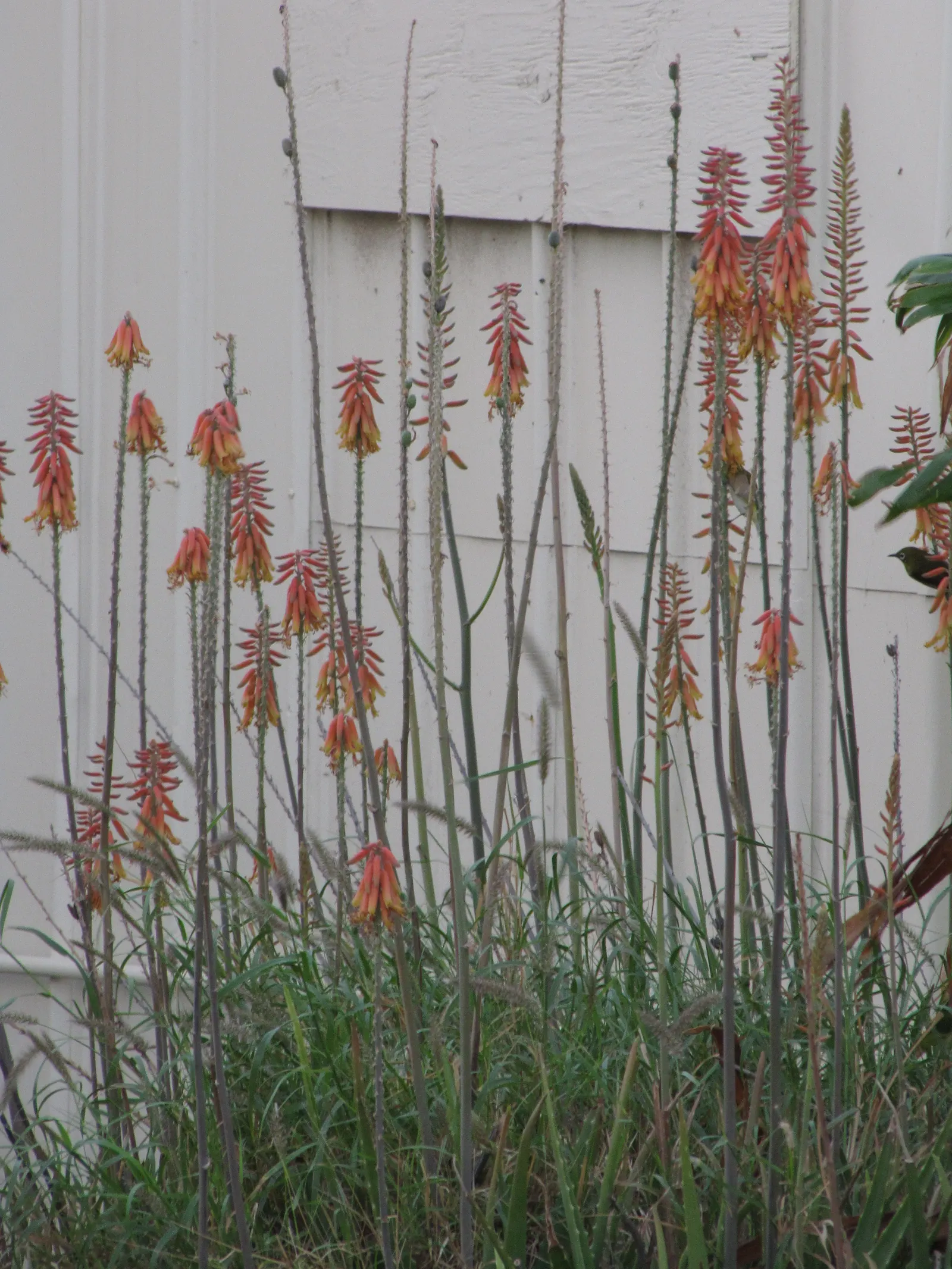 Reynolds Aloe (Aloe Massawana) — Its vibrant orange-red blooms emerge on spikes up to 2 feet tall, providing a striking contrast in the garden
