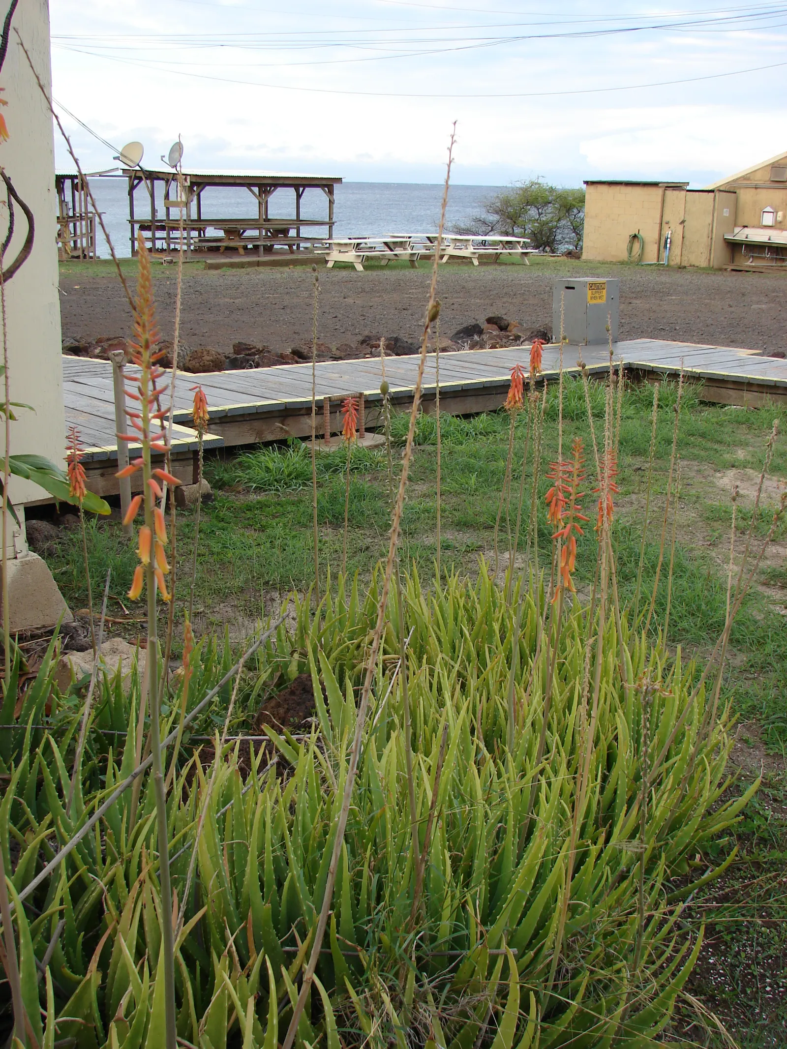 Reynolds Aloe (Aloe Massawana) — The Reynolds Aloe (Aloe massawana) is a striking succulent plant that presents a lush; orange flowers in the garden, image 79