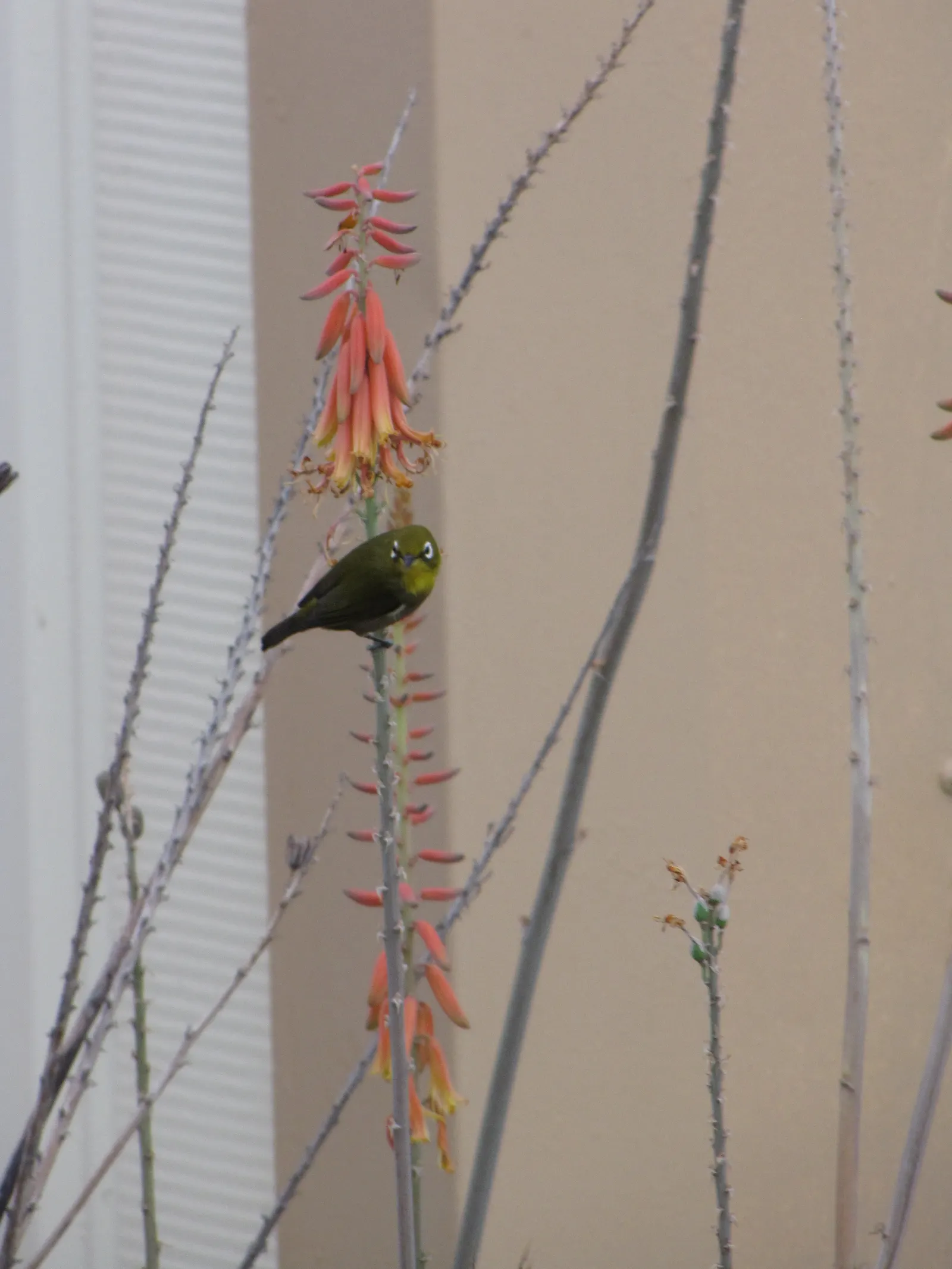 Reynolds Aloe (Aloe Massawana) — succulent with orange blooms; you can expect to see the robust emergence of the flower stalks, image 95