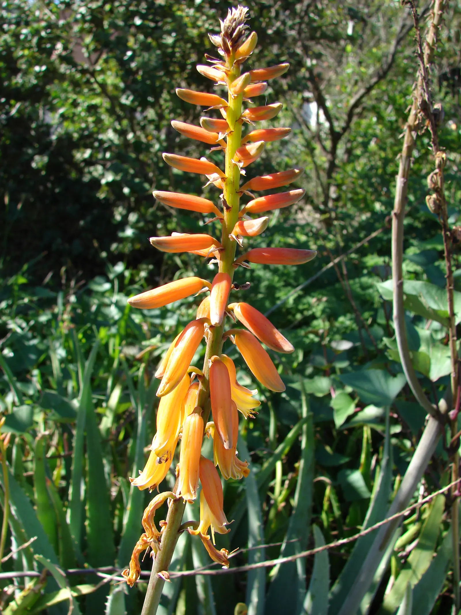 Reynolds Aloe (Aloe Massawana) — it is notably drought-resistant; in late winter to early spring, image 64