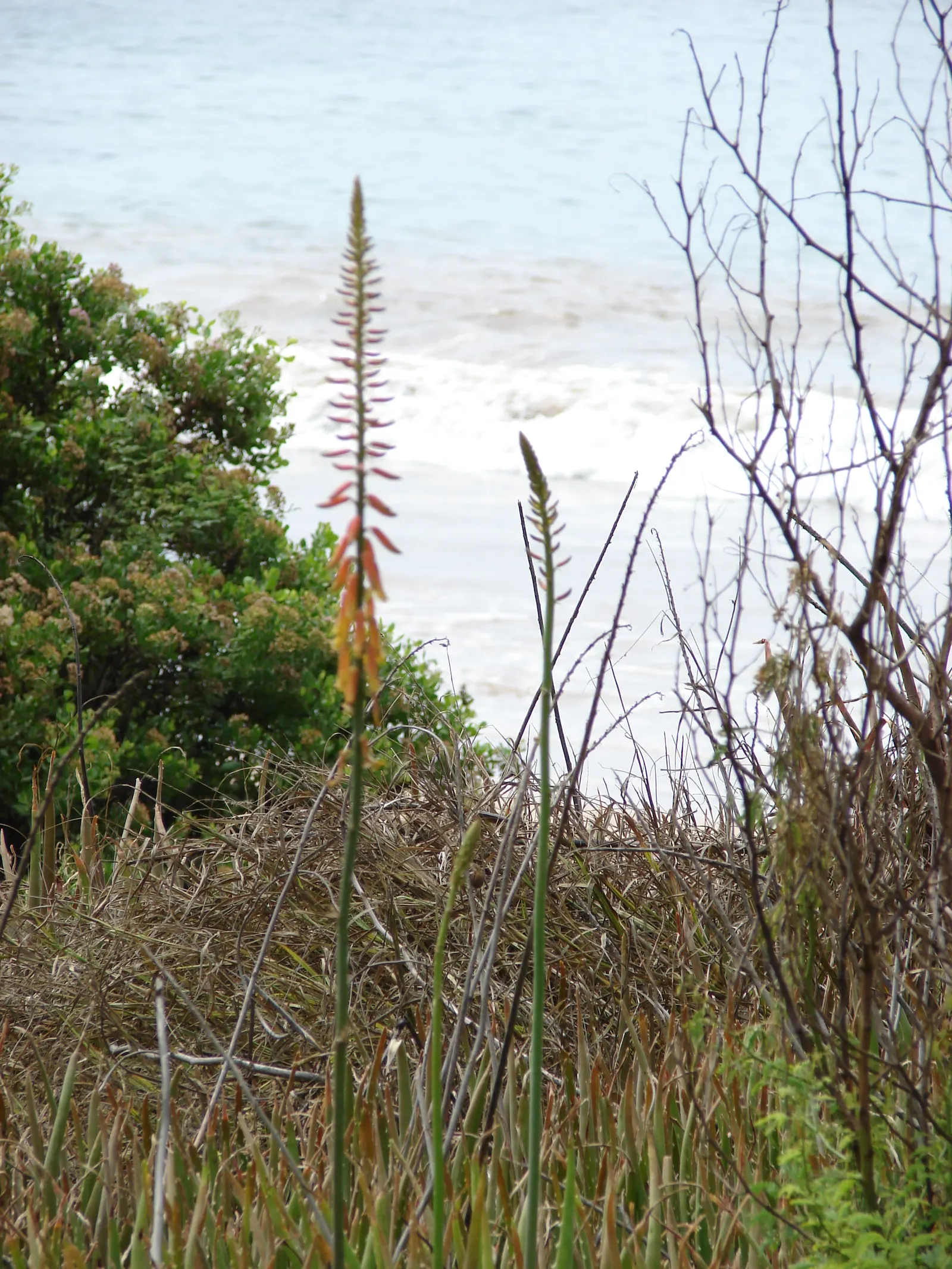 Reynolds Aloe (Aloe Massawana) — Its vibrant orange-red blooms emerge on spikes up to 2 feet tall, providing a striking contrast in the garden, image 99