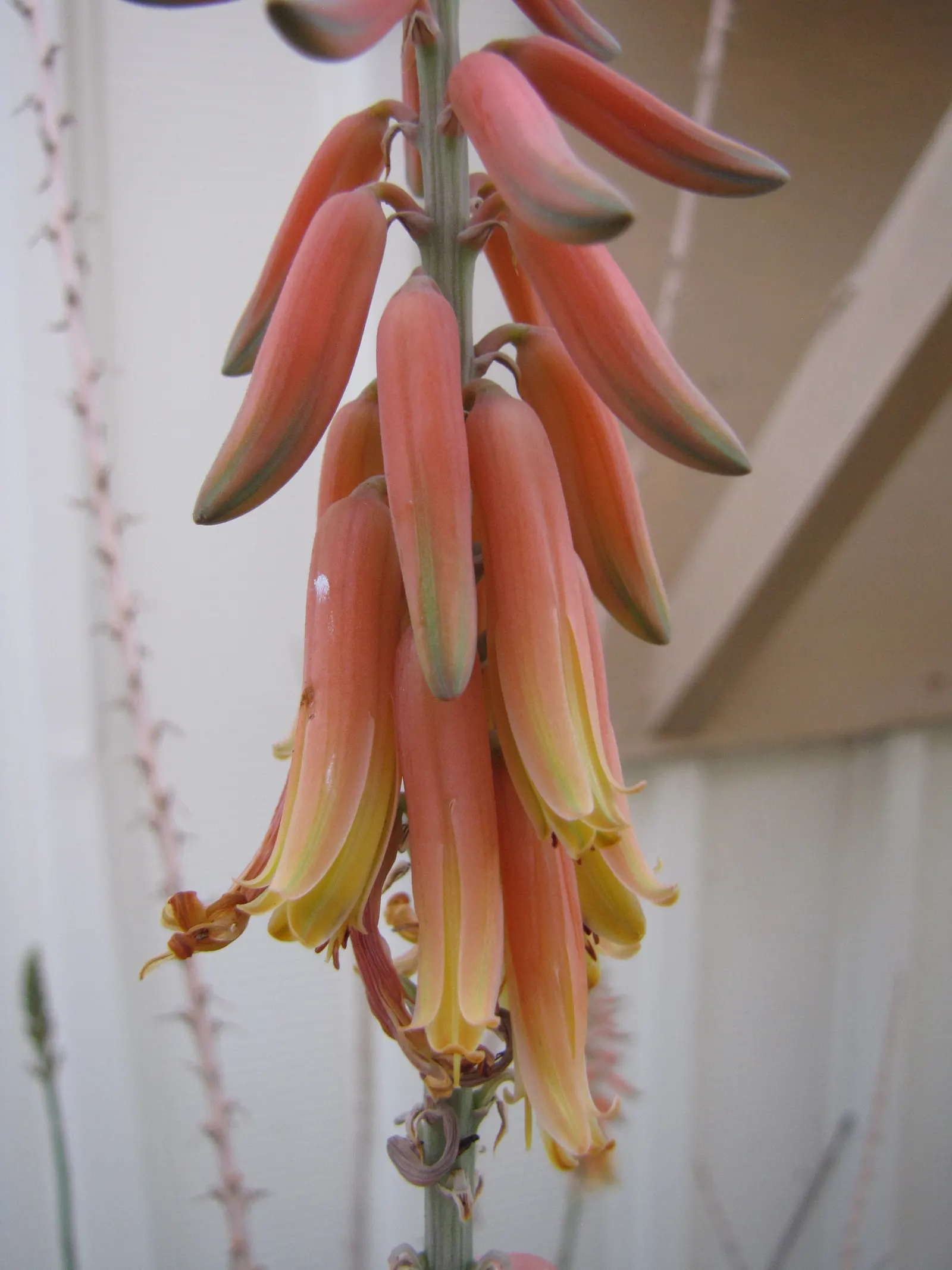 Reynolds Aloe (Aloe Massawana) — Its vibrant orange-red blooms emerge on spikes up to 2 feet tall, providing a striking contrast in the garden, image 75
