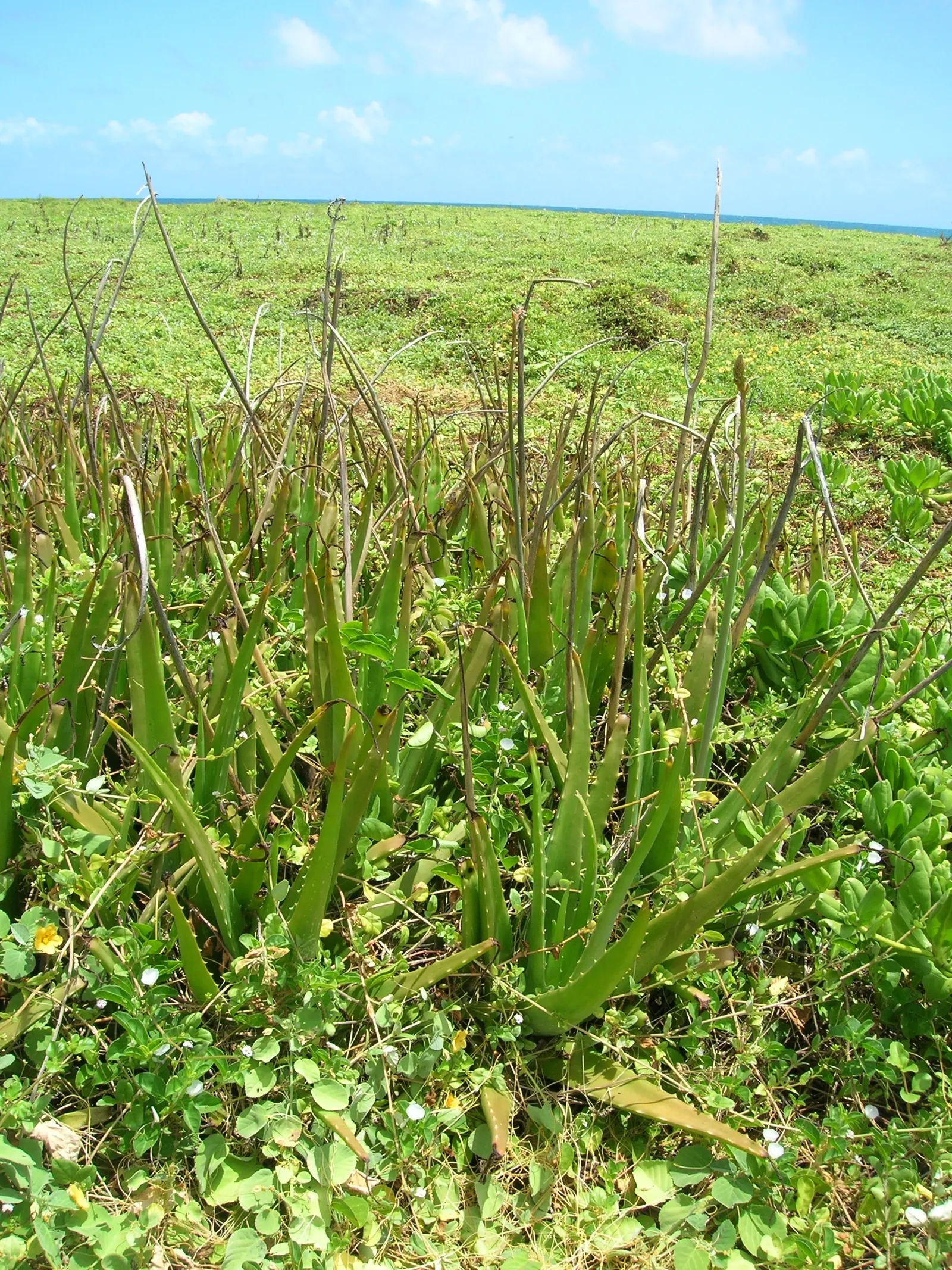 Reynolds Aloe (Aloe Massawana) — It features rosettes of fleshy, lance-shaped leaves, growing to approximately 18 inches wide; reynolds Aloe typically grows to