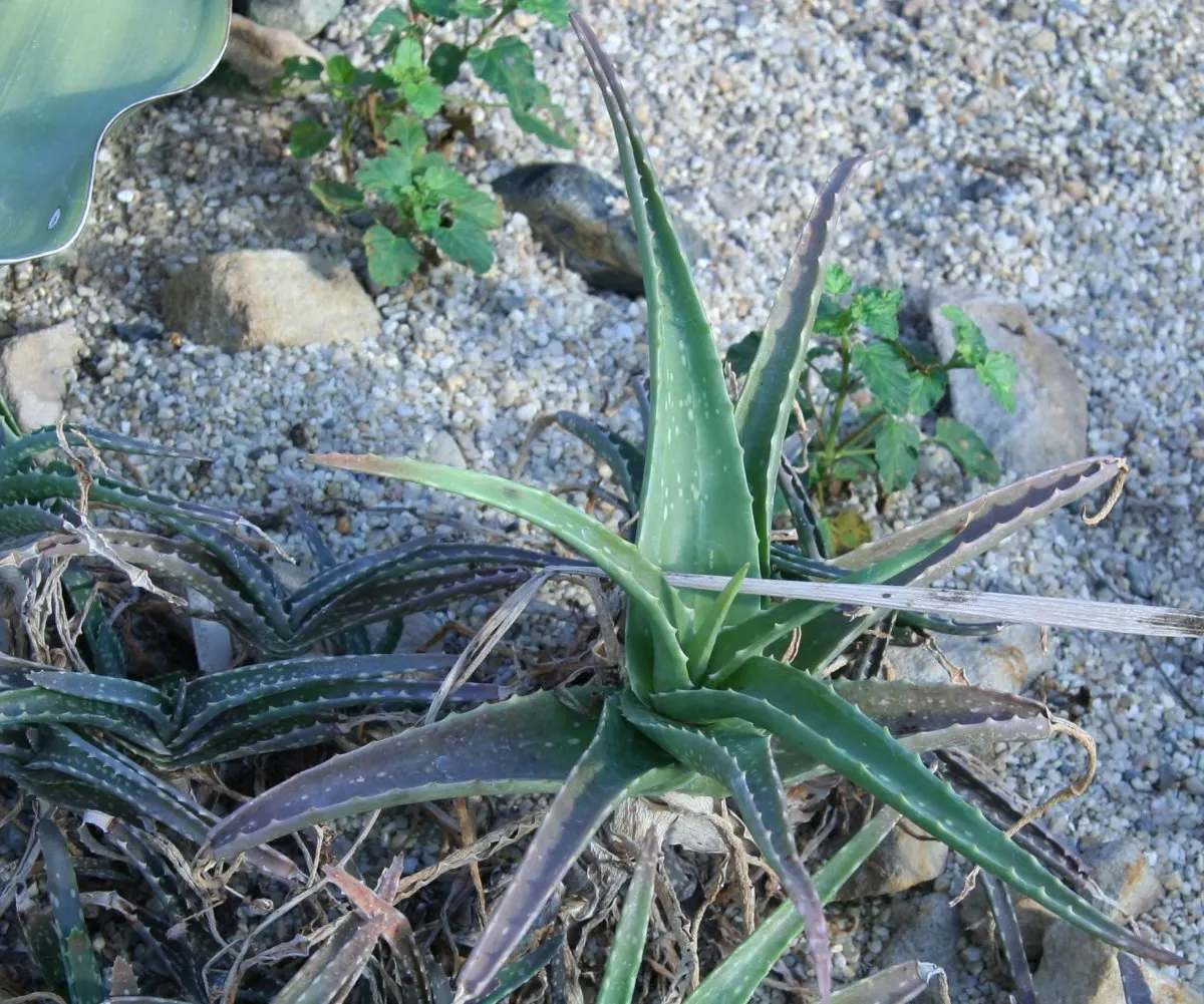 Reynolds Aloe (Aloe Massawana) — The Reynolds Aloe (Aloe massawana) is a striking succulent plant that presents a lush